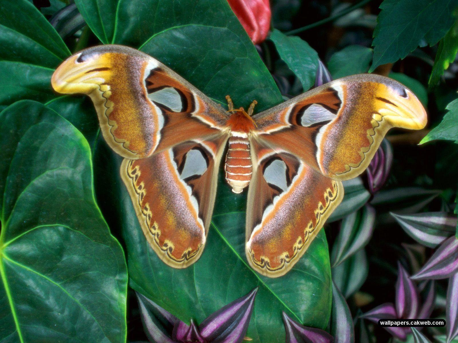 1600x1200 Moth Wallpaper, Picture, Image