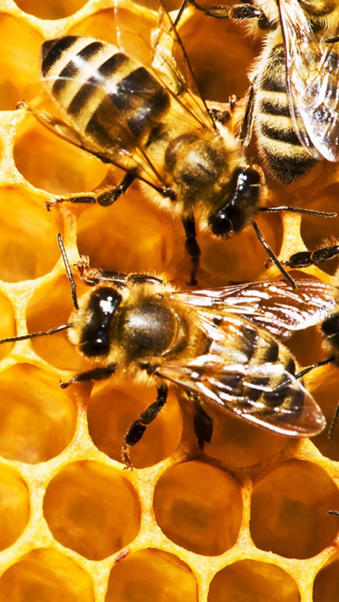 1080x1920 Bee HD Wallpaper for Android