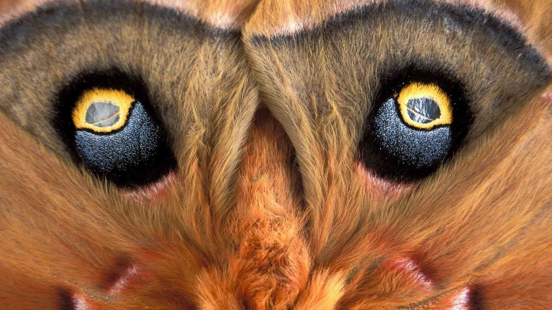 1920x1080 world moth 1920x1080 wallpaper High Quality Wallpaper, High