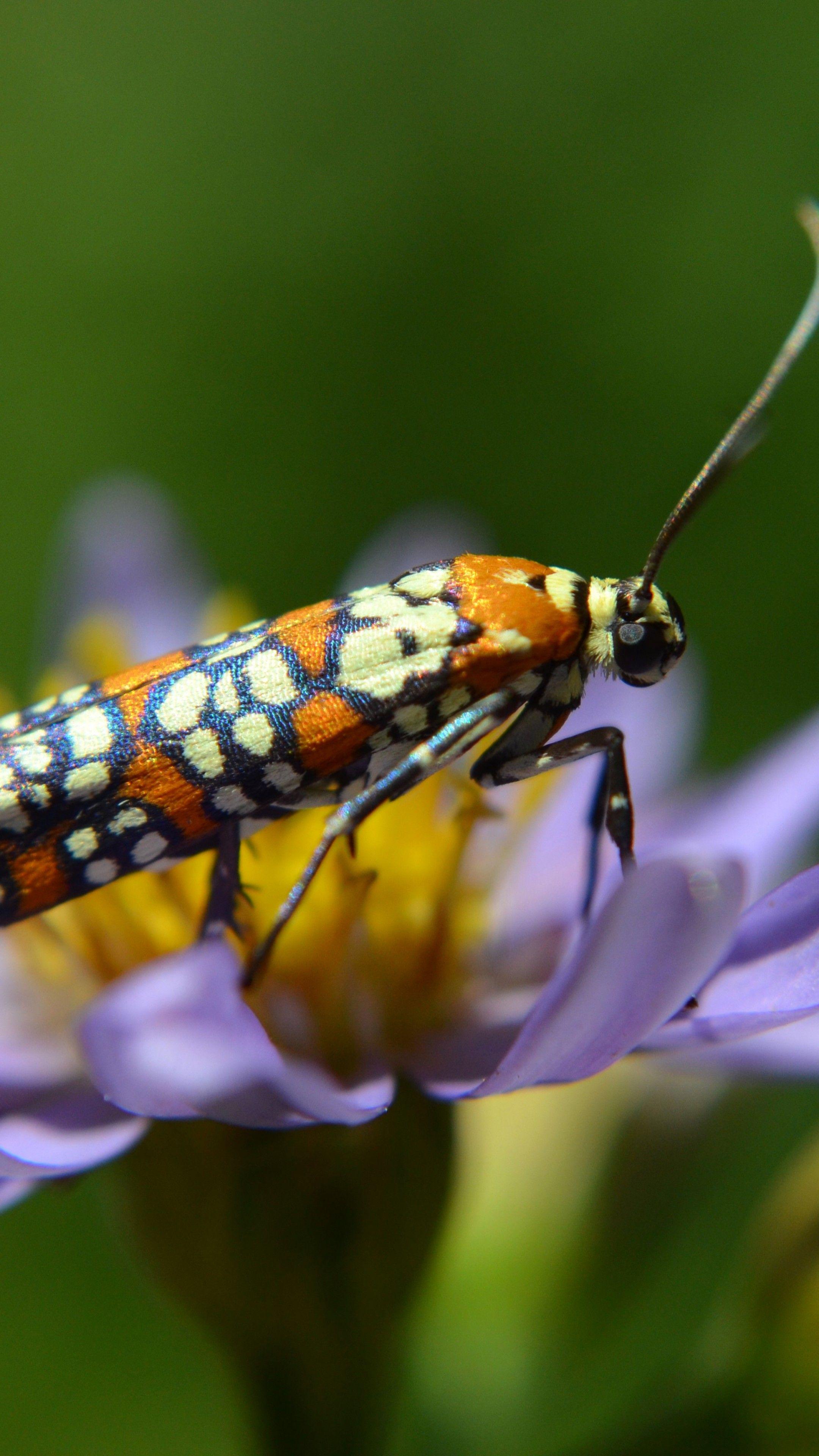 2160x3840 Wallpaper Moth, Butterfly, flower, insects, macro, blossoms