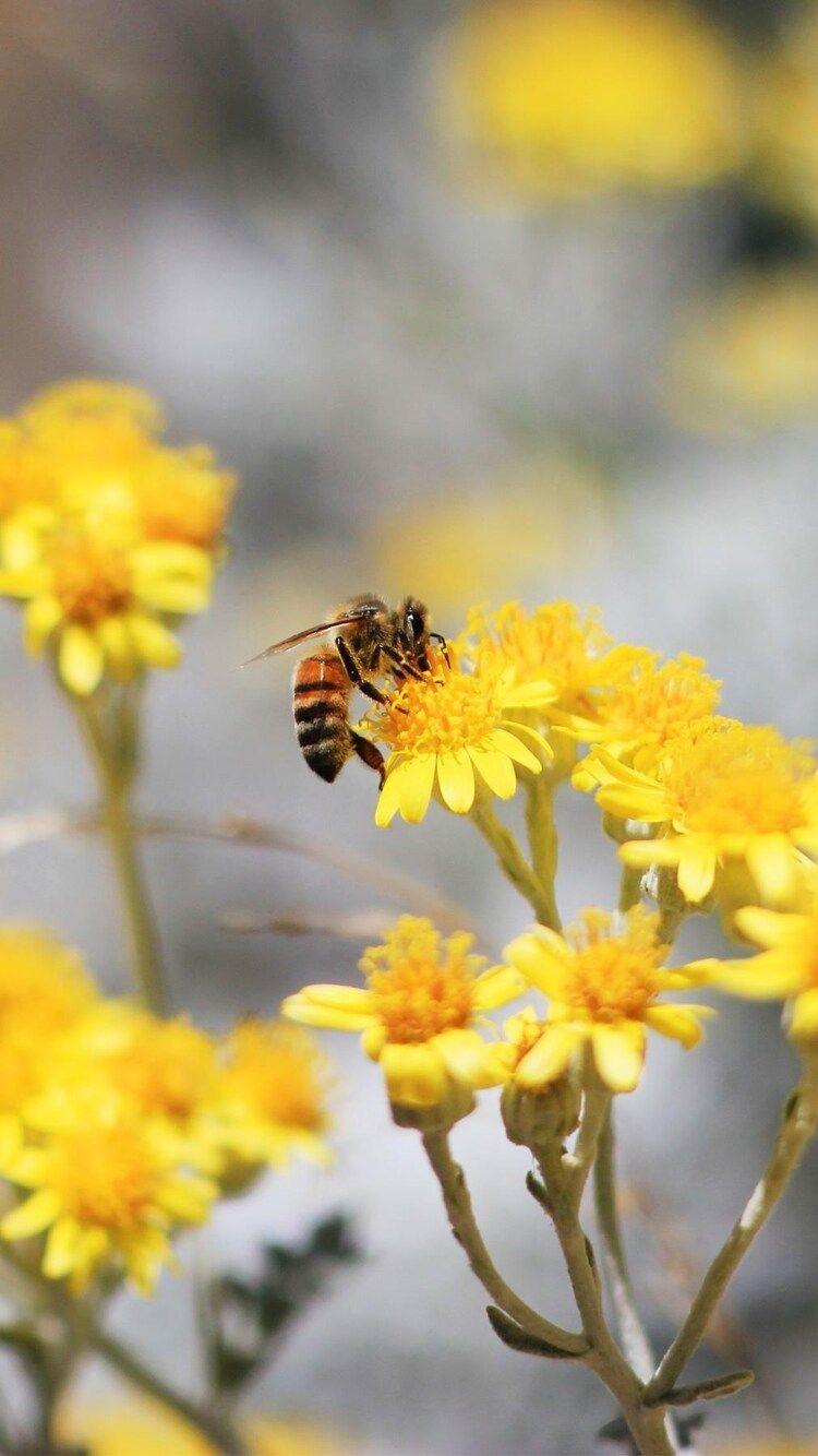 750x1334 Pollination Bee iPhone iPhone 6S, iPhone 7 HD 4k