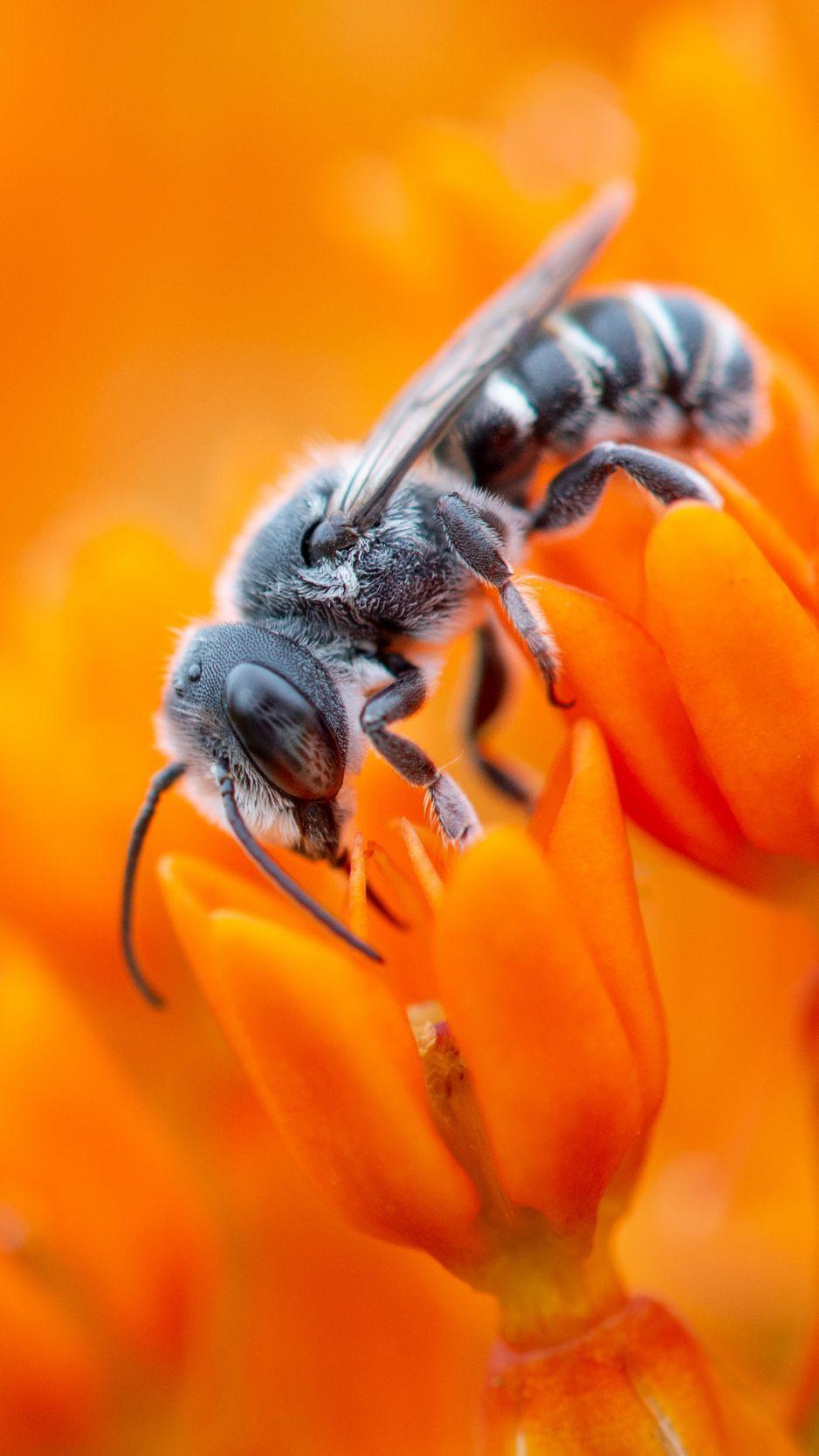 938x1668 Download wallpaper 938x1668 bee, flower, pollination, pollen