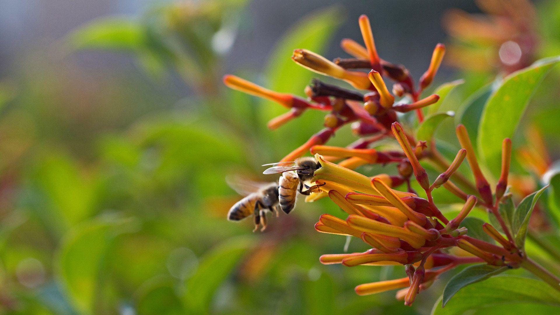1920x1080 Bing image: The buzz about bees Wallpaper Gallery