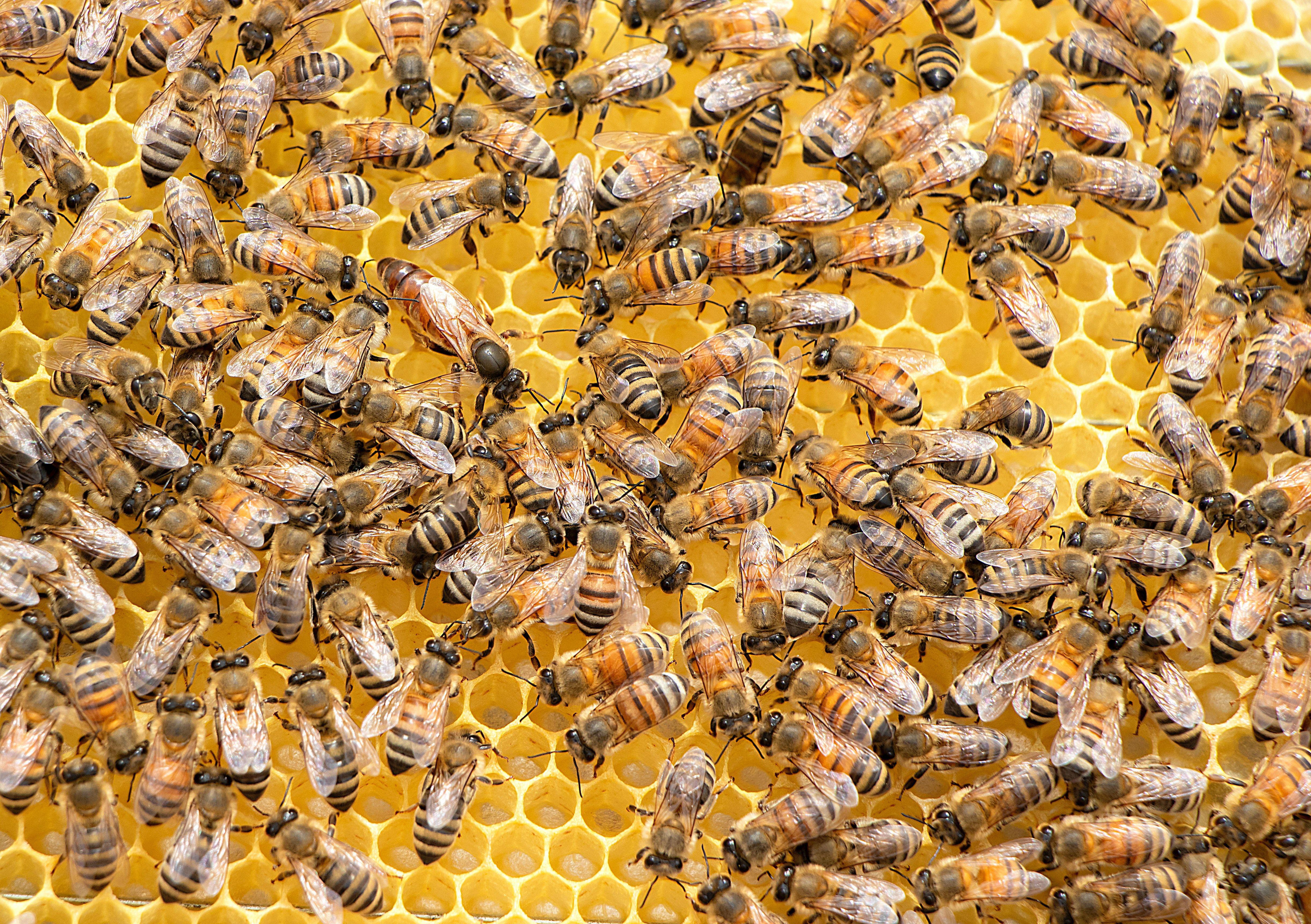 4881x3440 Swarm of Bees · Free