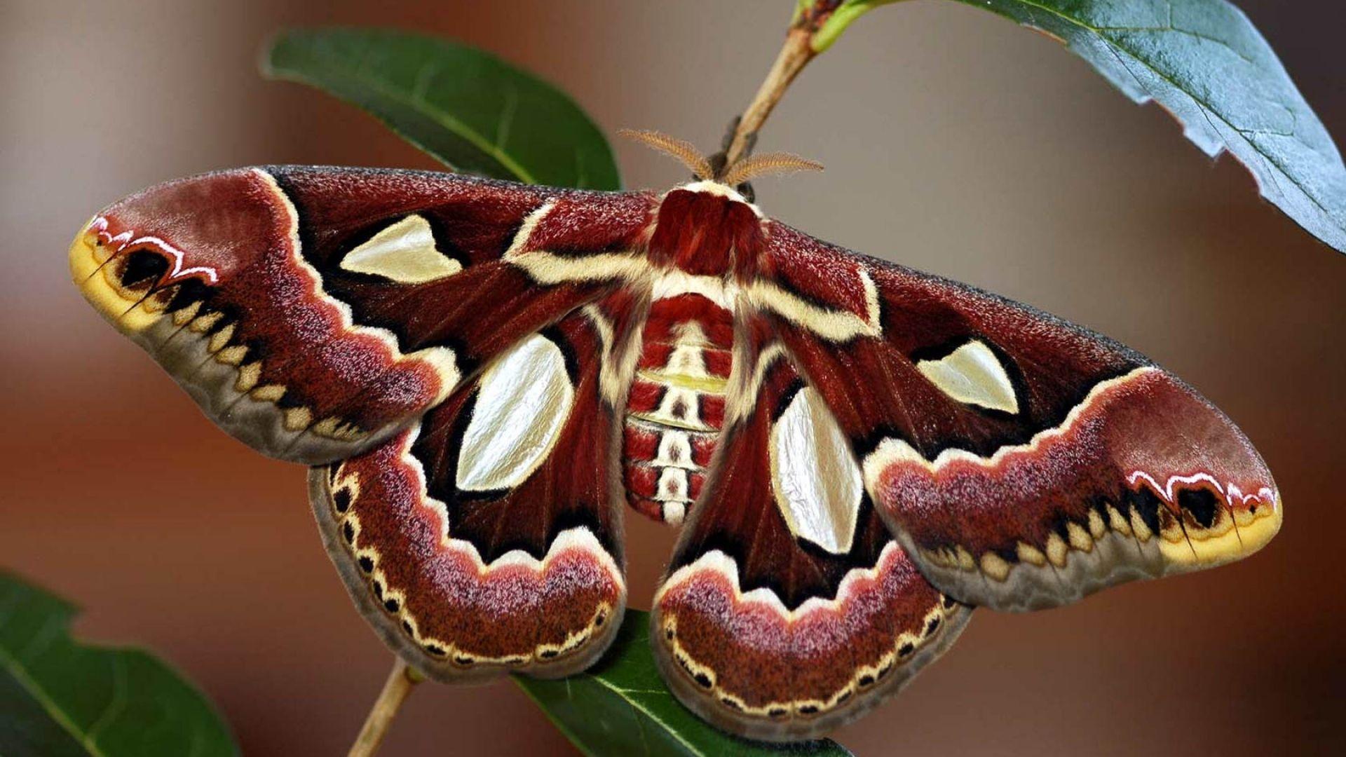 1920x1080 Moth HD Wallpaper