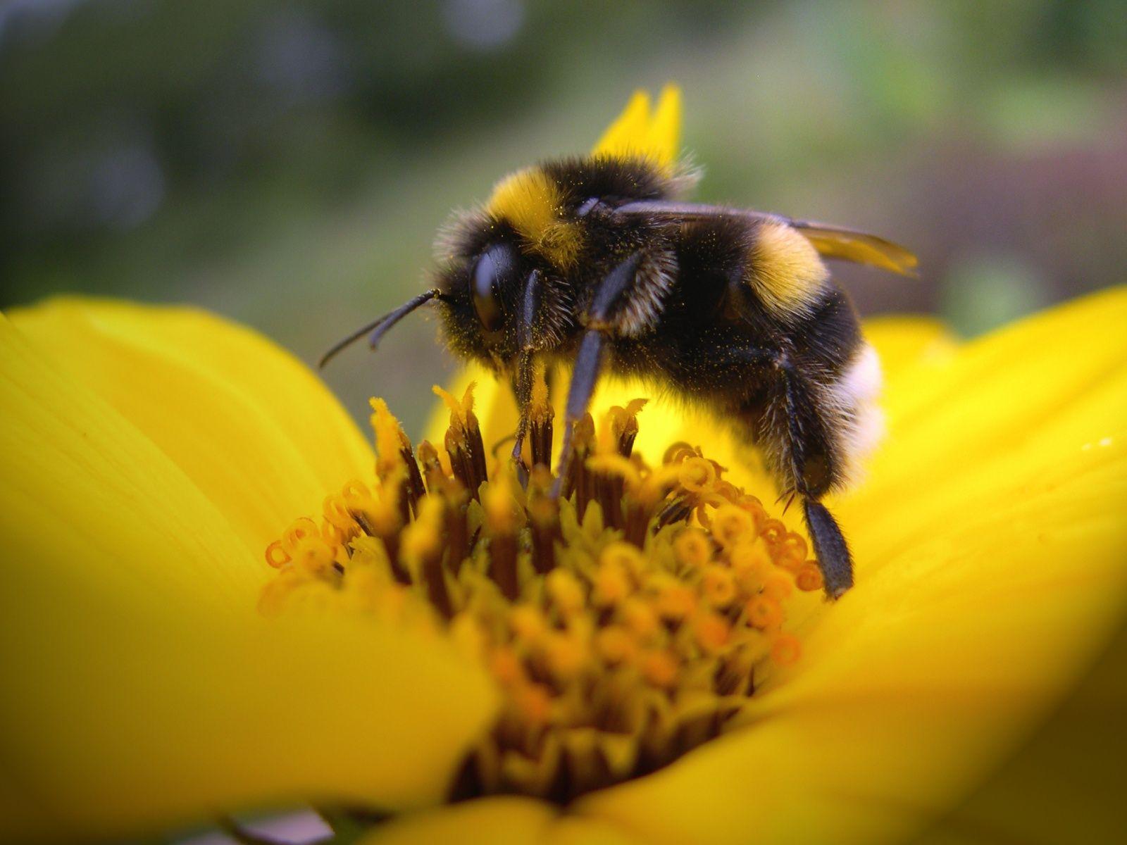 1600x1200 SAVE THE BEES PLEASE!