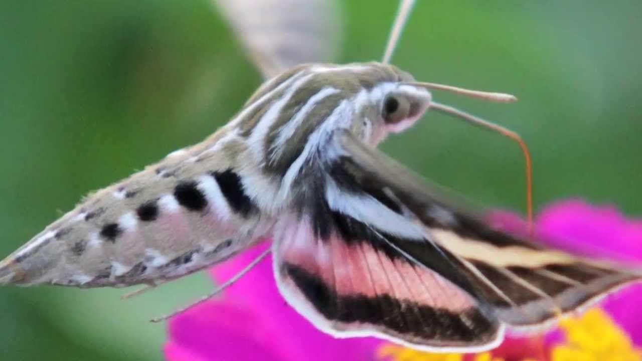 1280x720 Hawk Moths Wallpaper