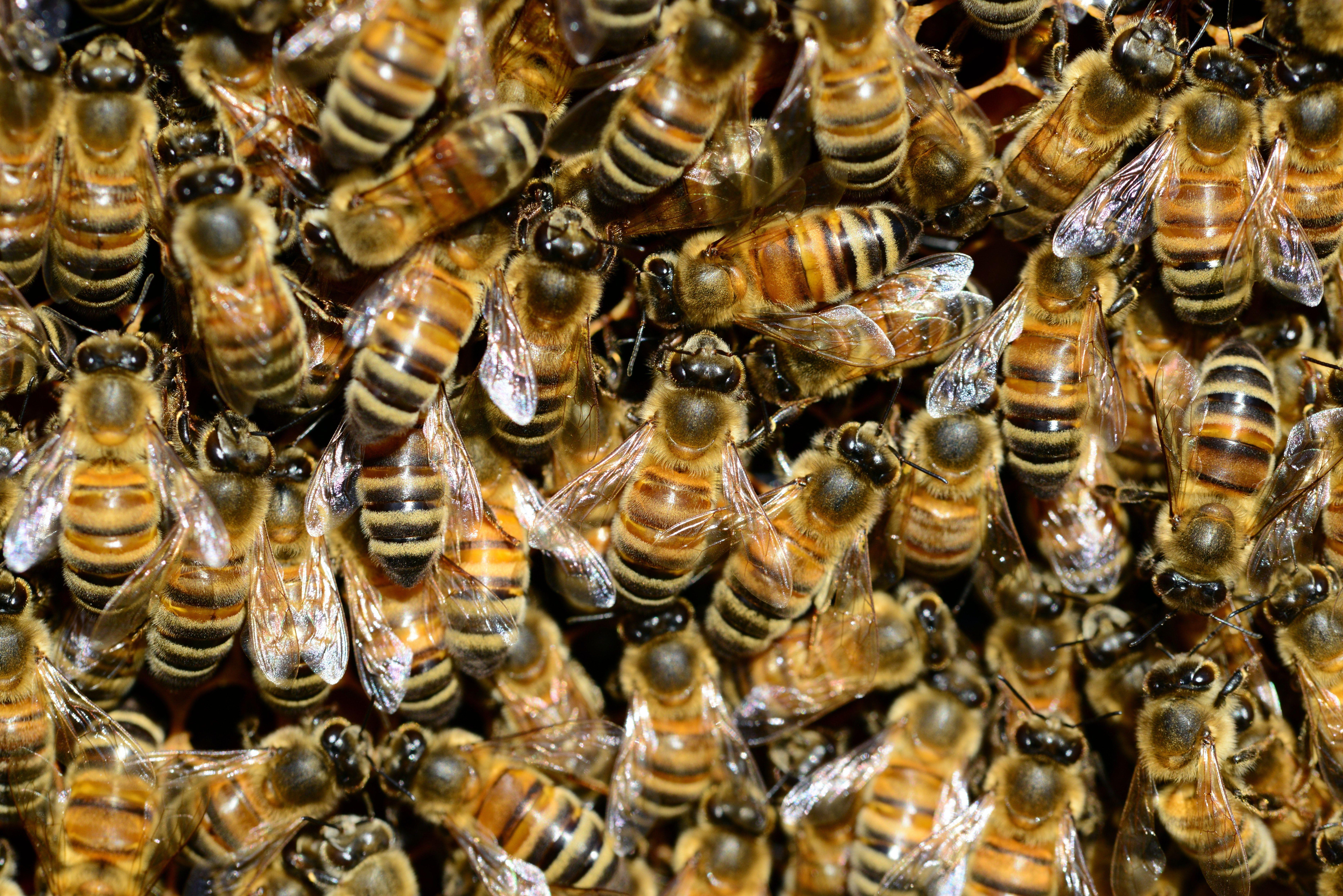 7360x4912 Brown and Black Bees · Free