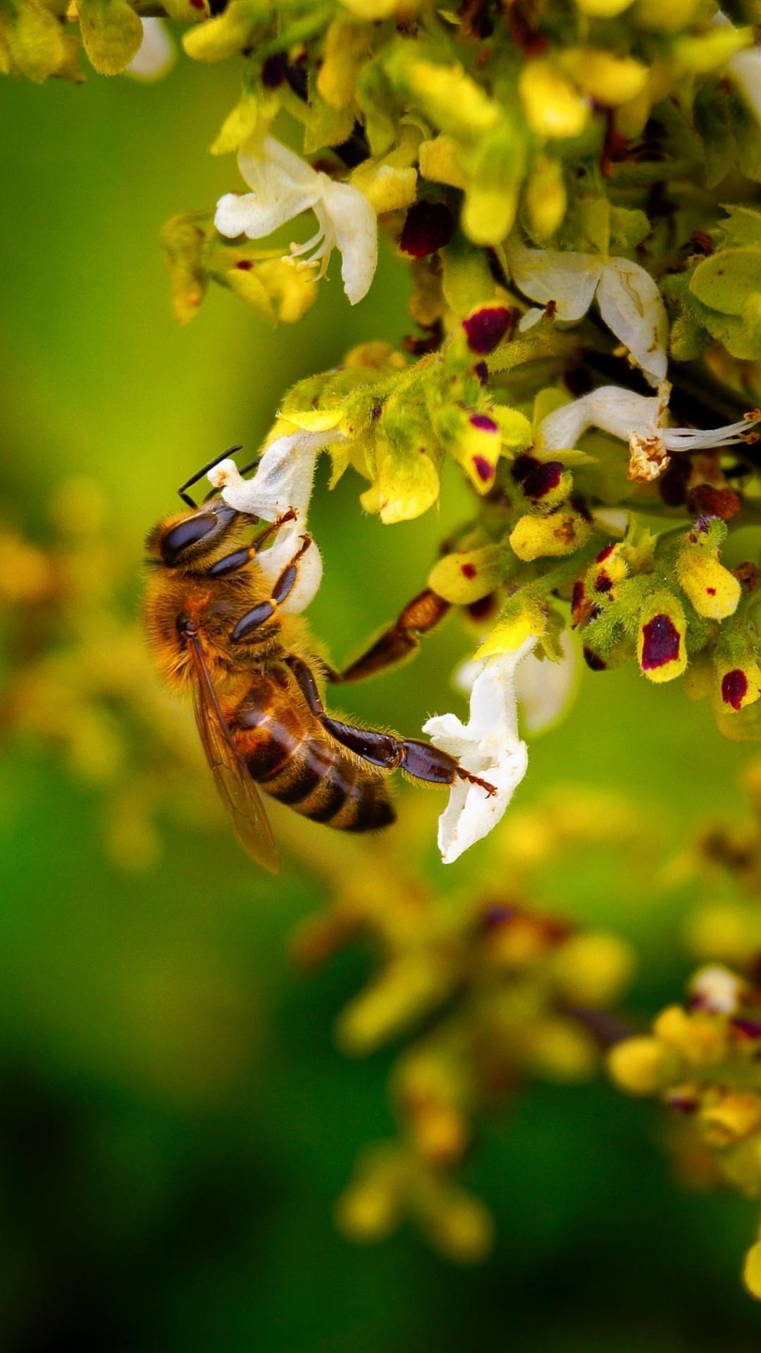 1080x1920 Bee HD Wallpaper for Android