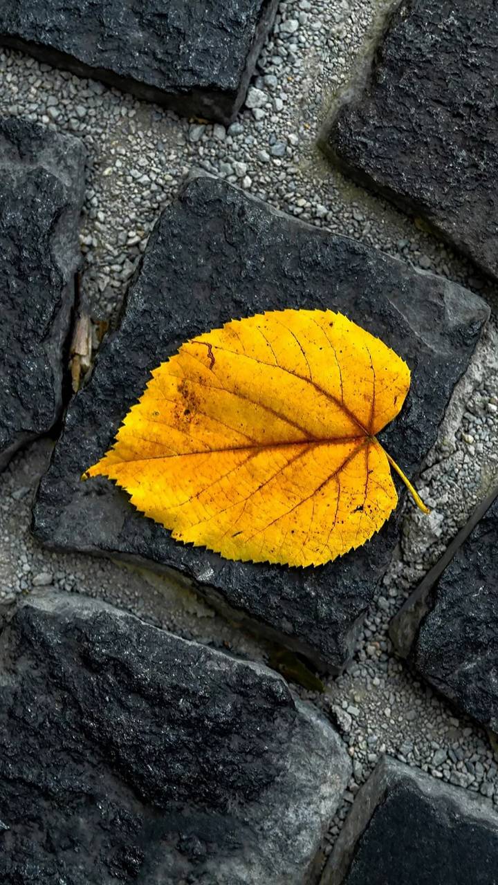 Single Leaf Wallpapers - Top Free Single Leaf Backgrounds - WallpaperAccess
