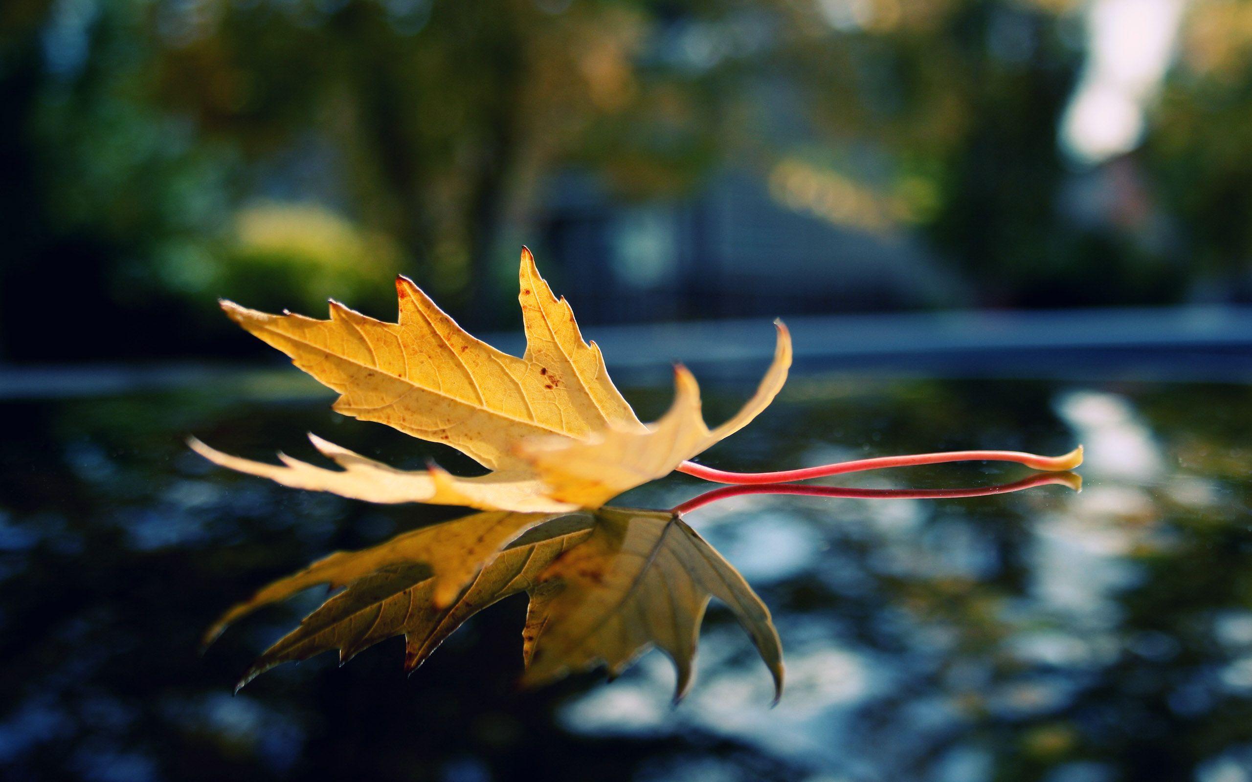 Single Leaf Wallpapers - Top Free Single Leaf Backgrounds - WallpaperAccess