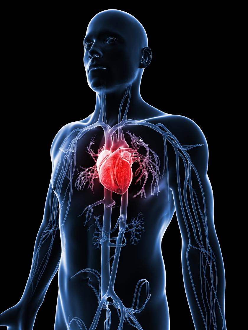 Cardiovascular Wallpapers - Top Free Cardiovascular Backgrounds ...