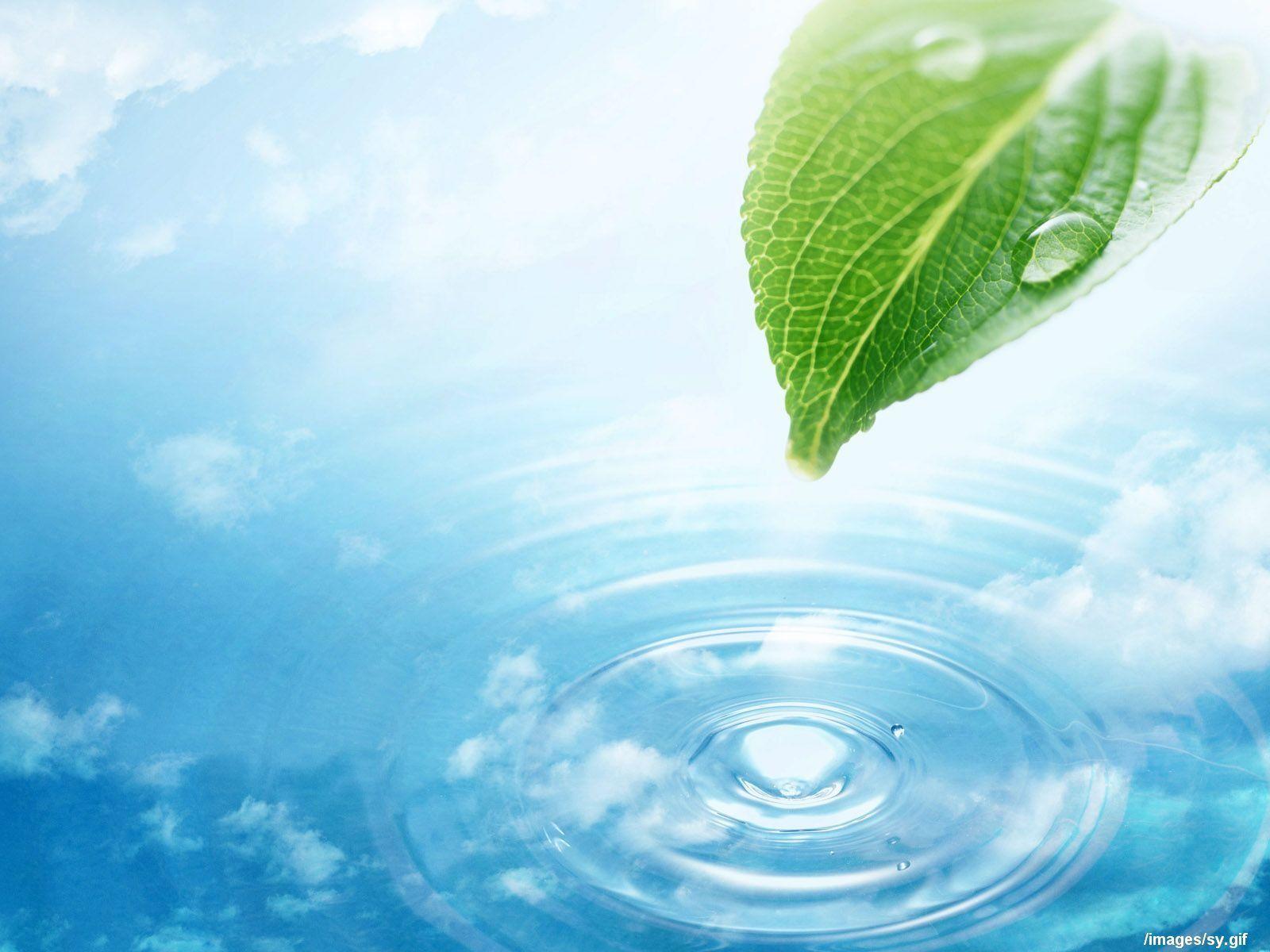 1600x1200 Watermark fresh green leaf wallpaper Wallpaper