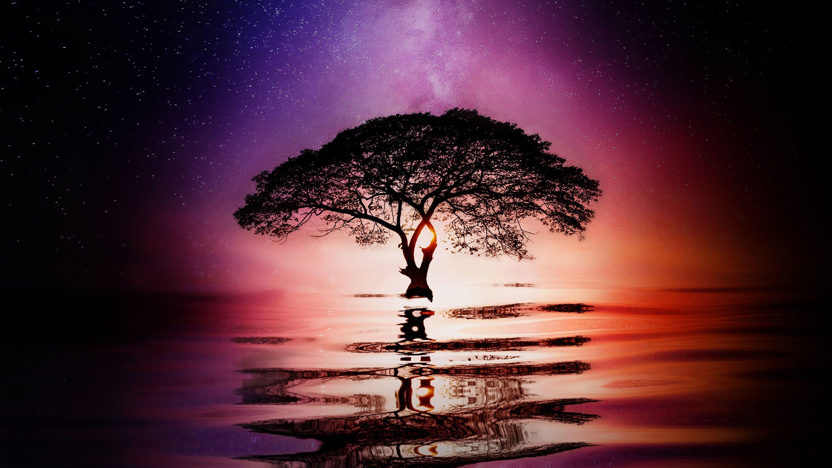2880x1620 Tree reflection Huawei Mate RS Porsche Design Wallpaper