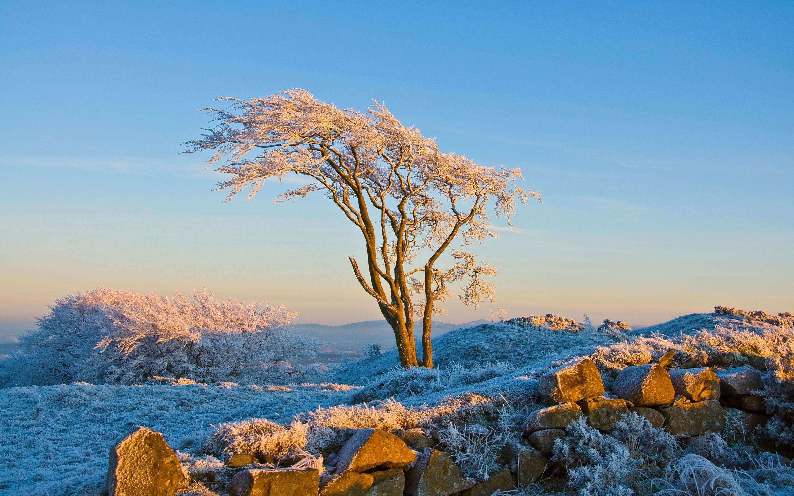 2560x1600 Free download Winter Bume und Gras die Sonne warm Hintergrundbilder 2560x1600 [2560x1600] for your Desktop, Mobile & Tablet. Explore Warm Winter Wallpaper. Hotwallpaper in, Cozy Wallpaper, Hottest Wallpaper