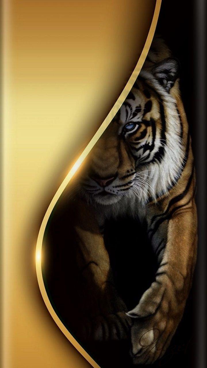 720x1280 best Tigers image. Tiger tiger, Tigers and Big cats