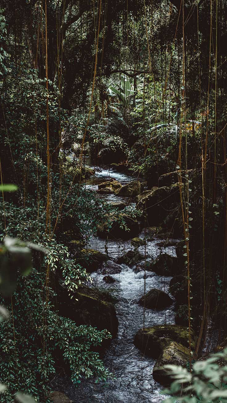 736x1308 Welcome To The Jungle iPhone Xs Max Wallpaper