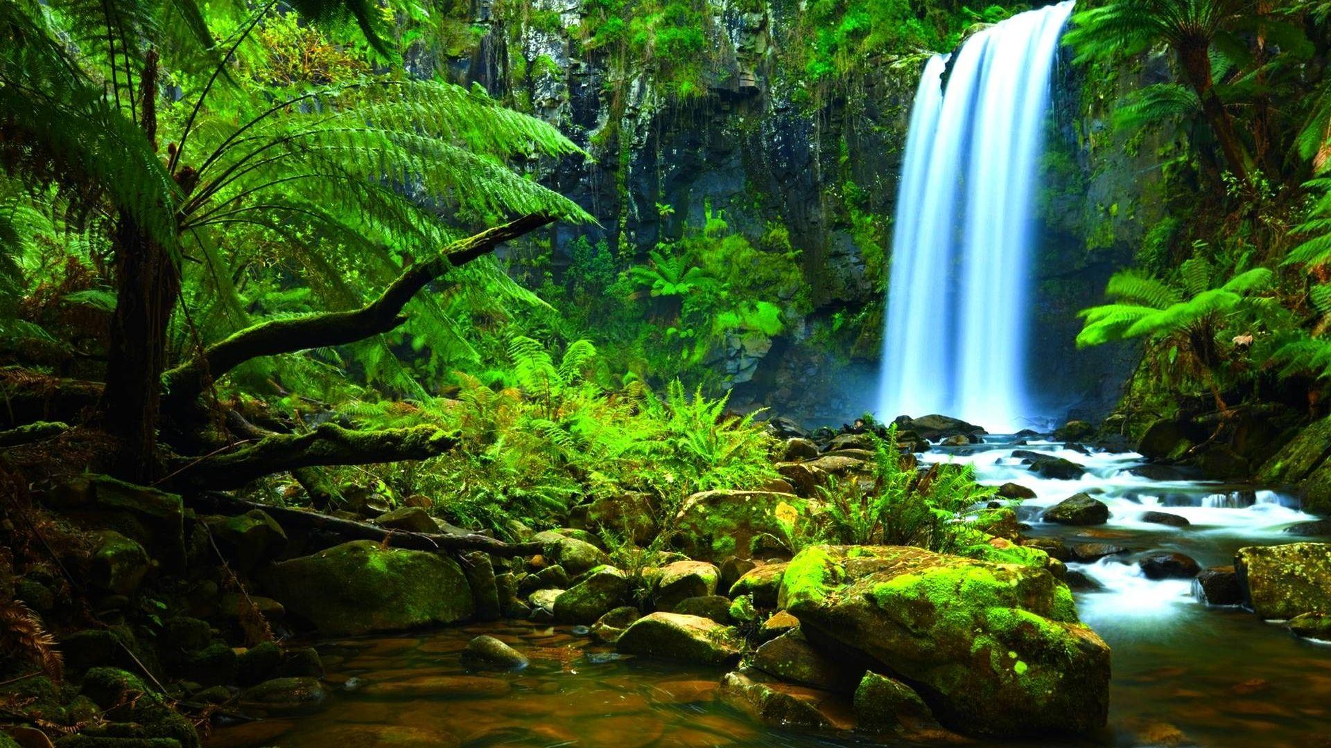1920x1080 Download Cool Jungle Wallpaper Without Text