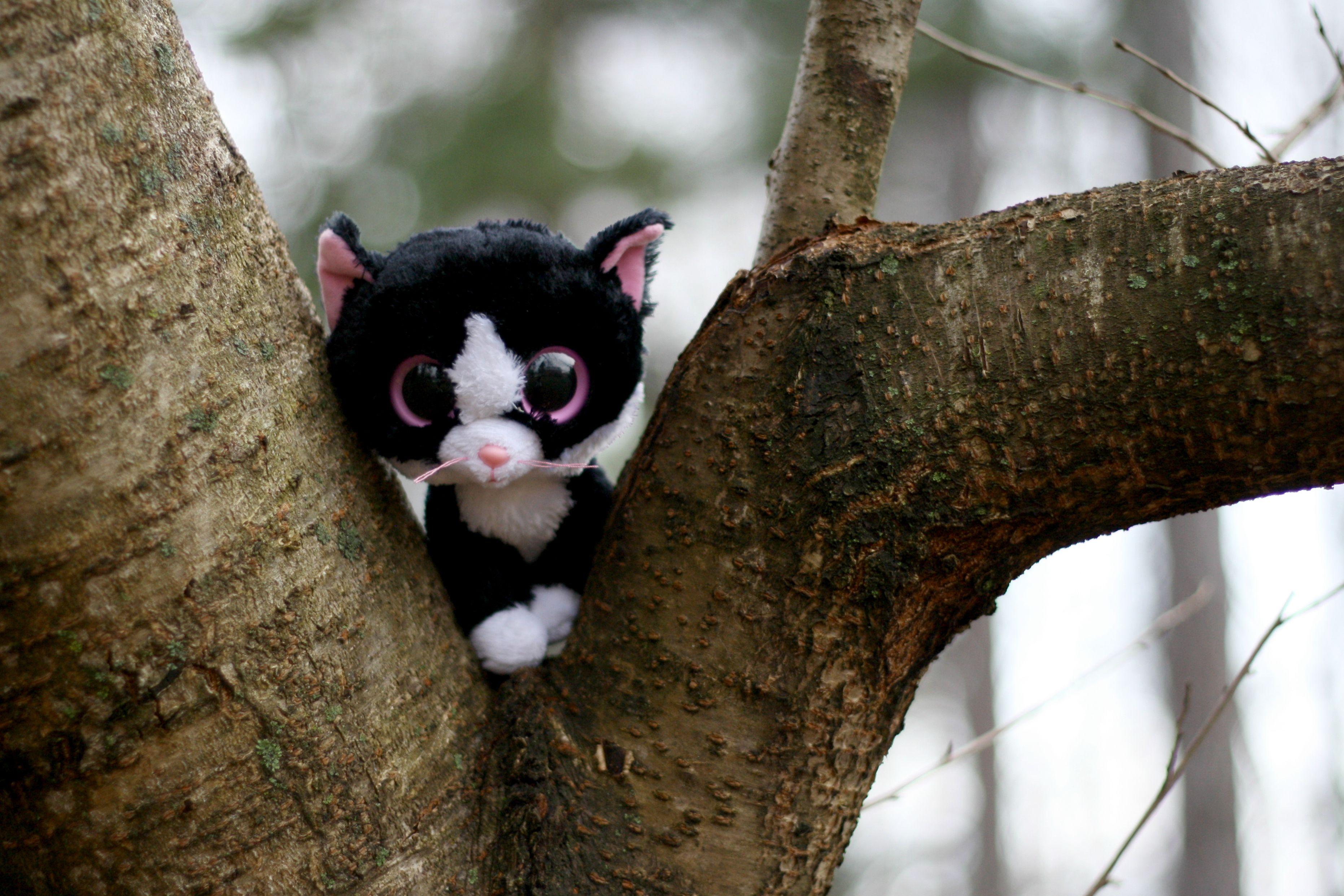 3724x2483 Beanie Boos HD Wallpaper and Background Image