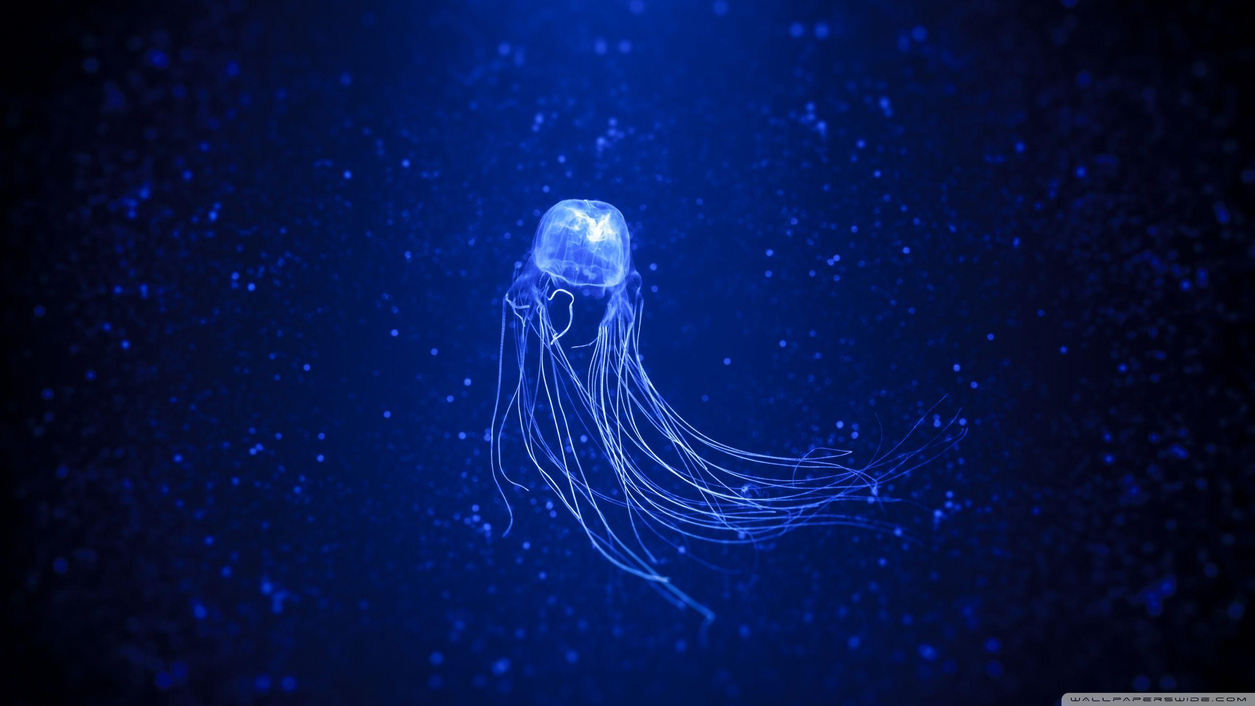 2560x1440 medusa Ultra HD Desktop Background Wallpaper for 4K UHD TV : Multi