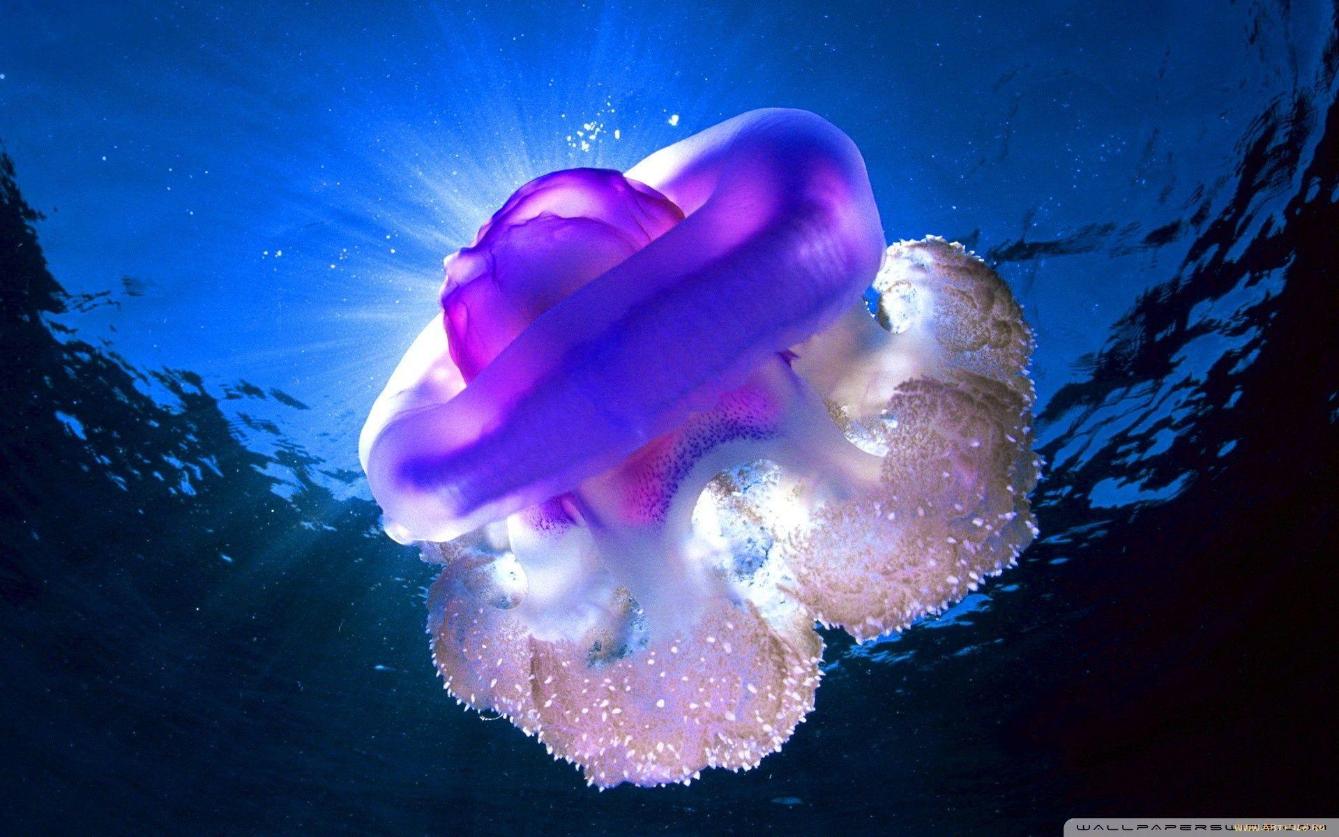 1920x1200 meduza Ultra HD Desktop Background Wallpaper for : Widescreen