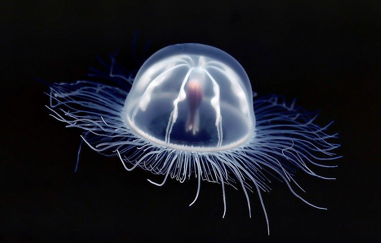 1332x850 Wallpaper black, Medusa image for desktop, section животные
