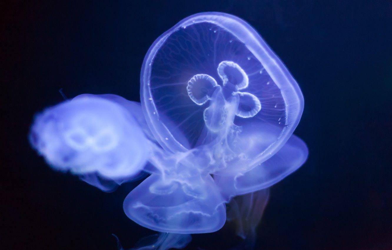 1332x850 Wallpaper Sea, Medusa, depth image for desktop, section животные