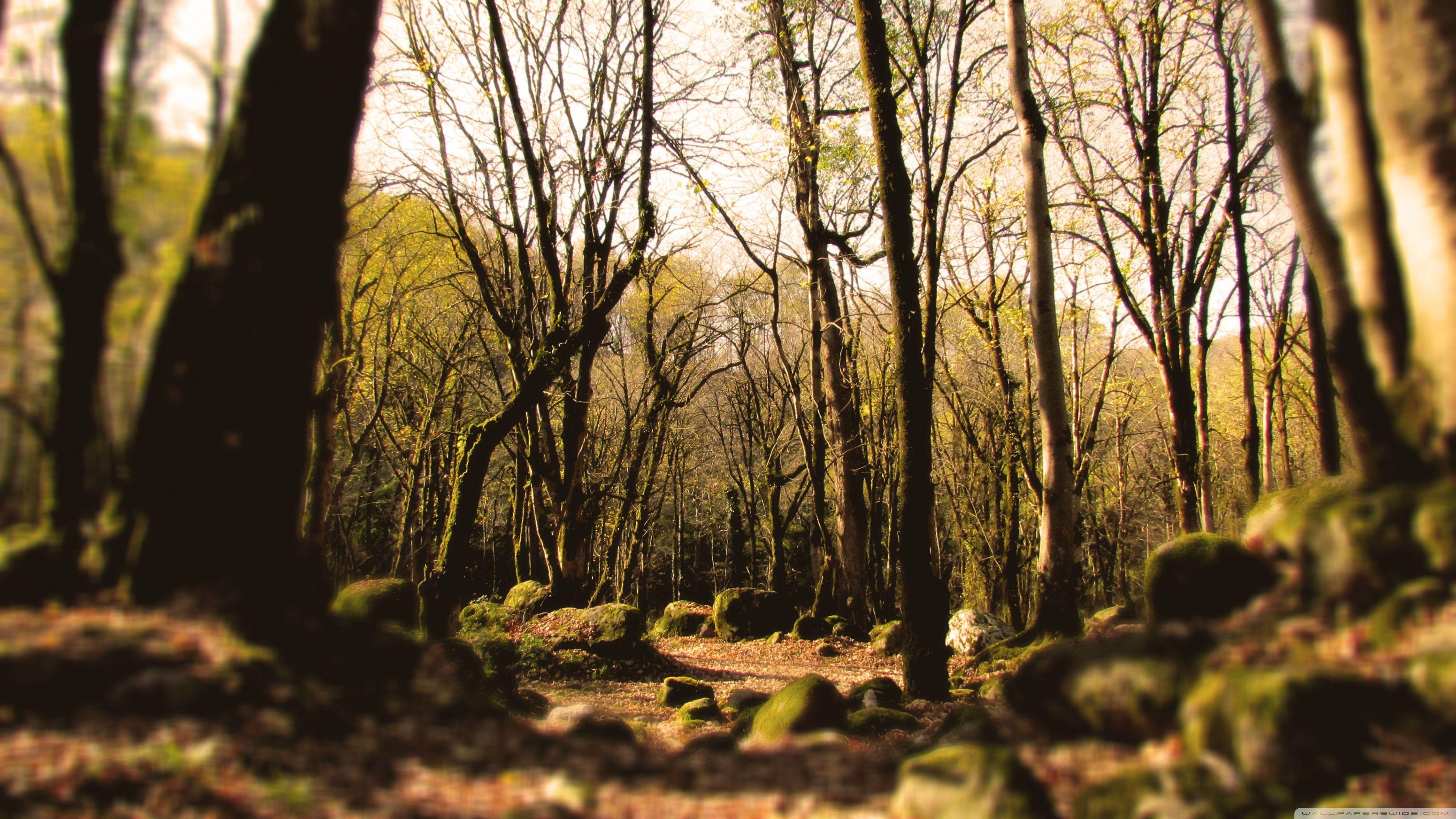 3554x1999 The Forests of Mazandaran Ultra HD Desktop Background Wallpaper for 4K UHD TV : Widescreen & UltraWide Desktop & Laptop : Tablet