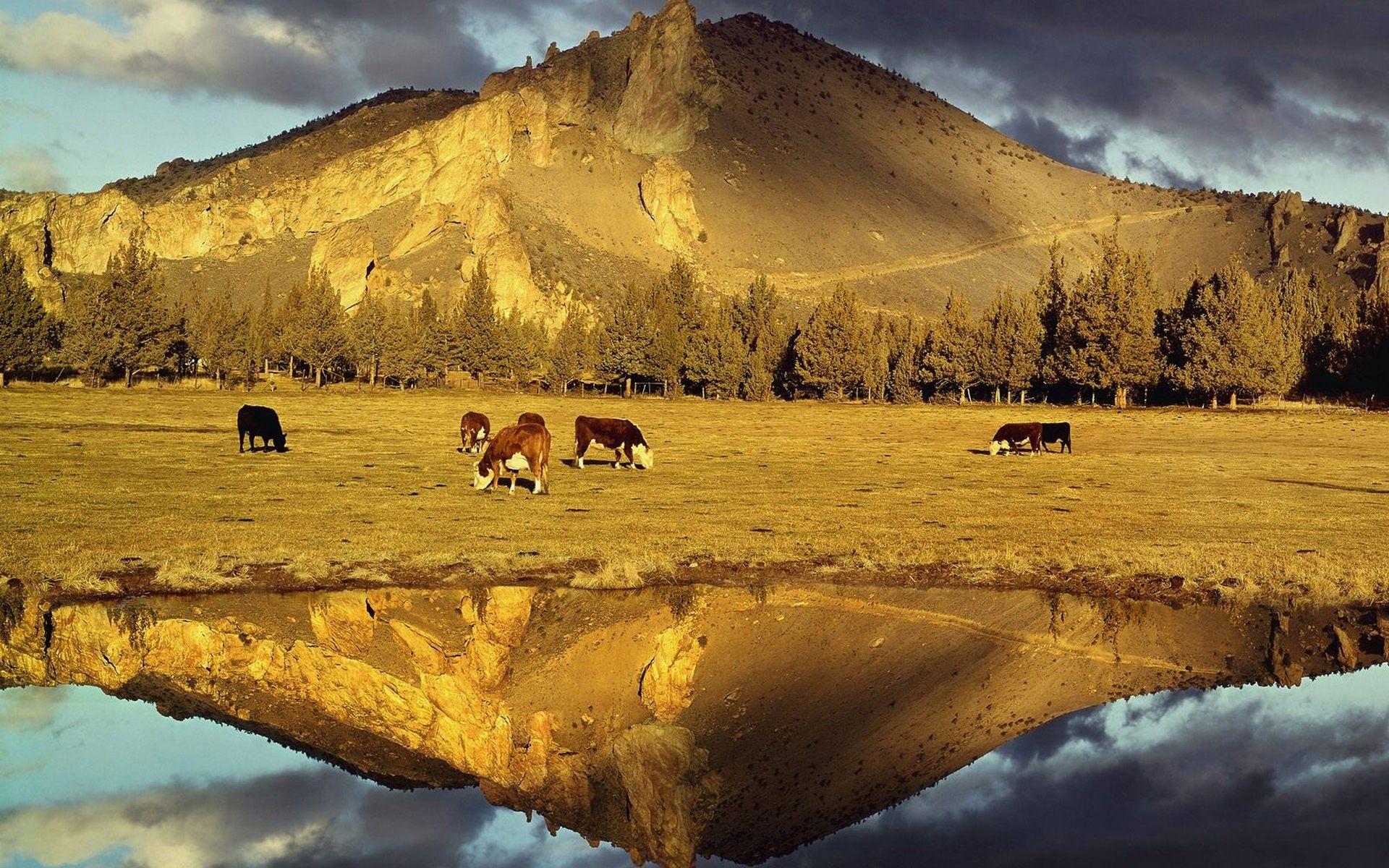 1920x1200 mountains, Cows, Plains Wallpaper HD / Desktop and Mobile Background