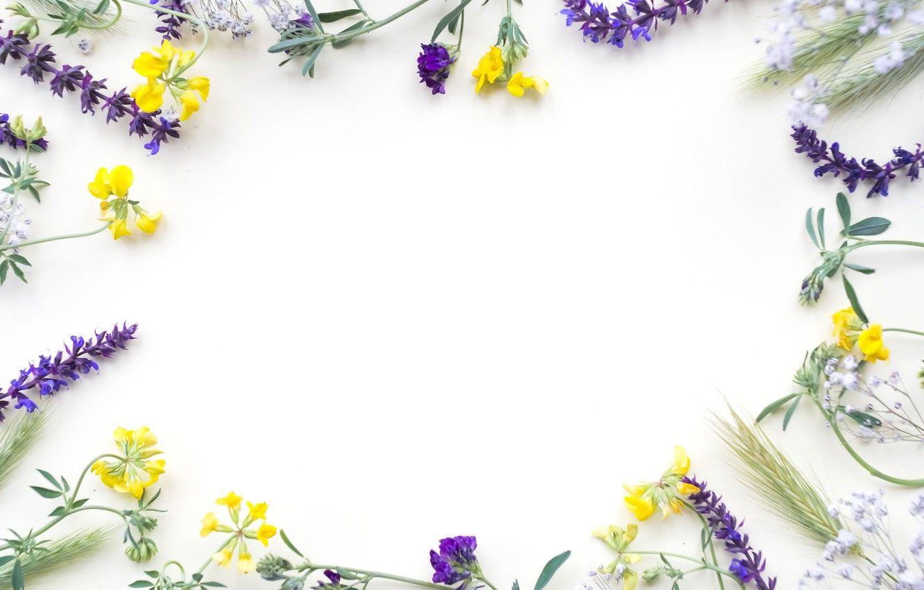1332x850 Wallpaper flowers, field, yellow, flowers, purple, frame image for desktop, section цветы