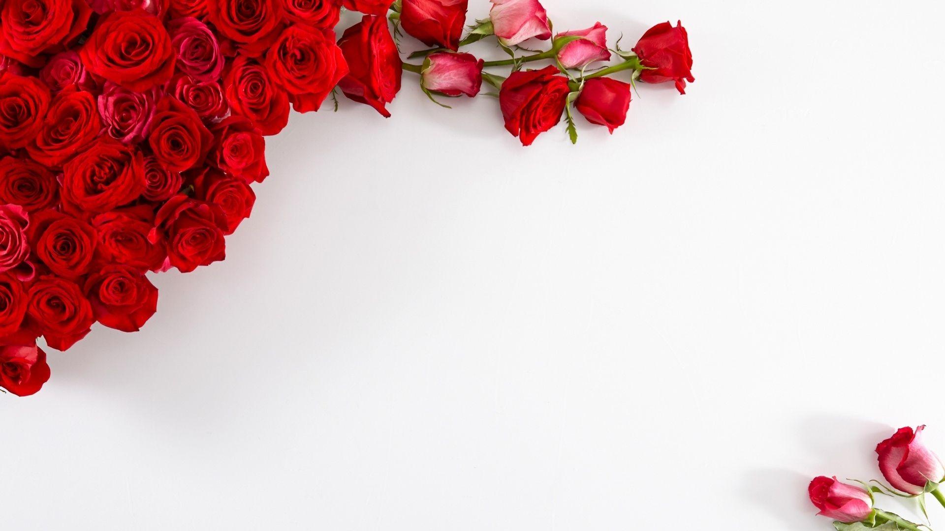 1920x1080 Free download Red rose flowers card and frame wallpaper Beautiful HD [1920x1200] for your Desktop, Mobile & Tablet. Explore Rose White Background. White Rose Wallpaper, White Roses Wallpaper for Desktop