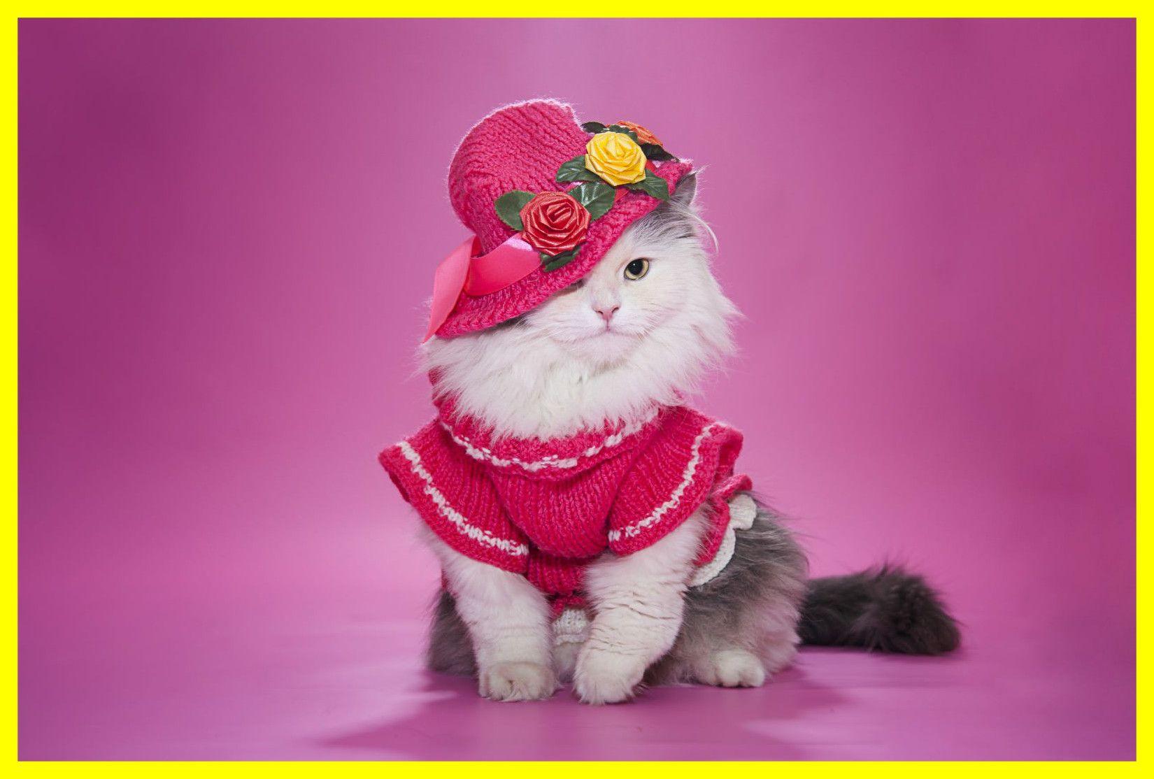 whatsapp dp wallpaper cute cat profile pictures