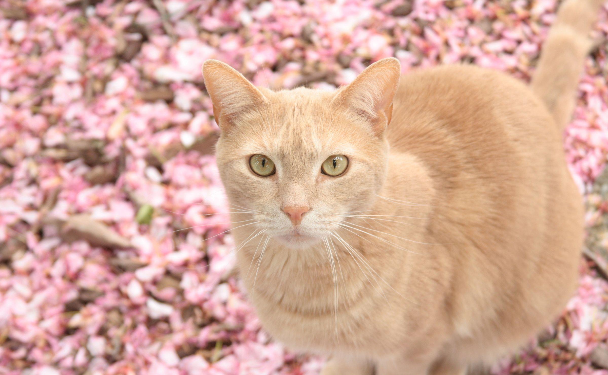 Pink Kitten Wallpaper Cute Cat Images | Biajingan Wall