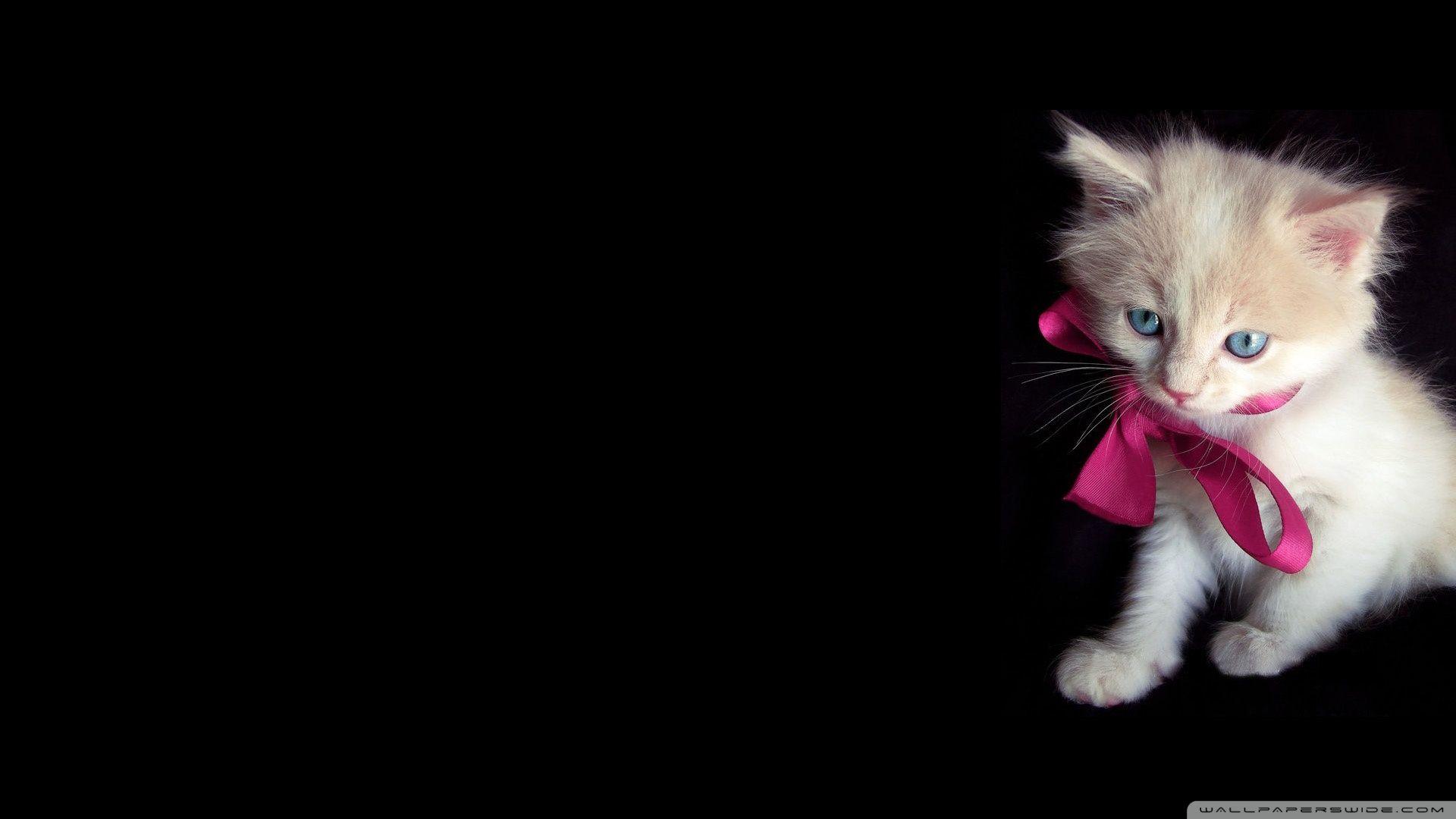 Pink Cat Wallpapers Top Free Pink Cat Backgrounds WallpaperAccess