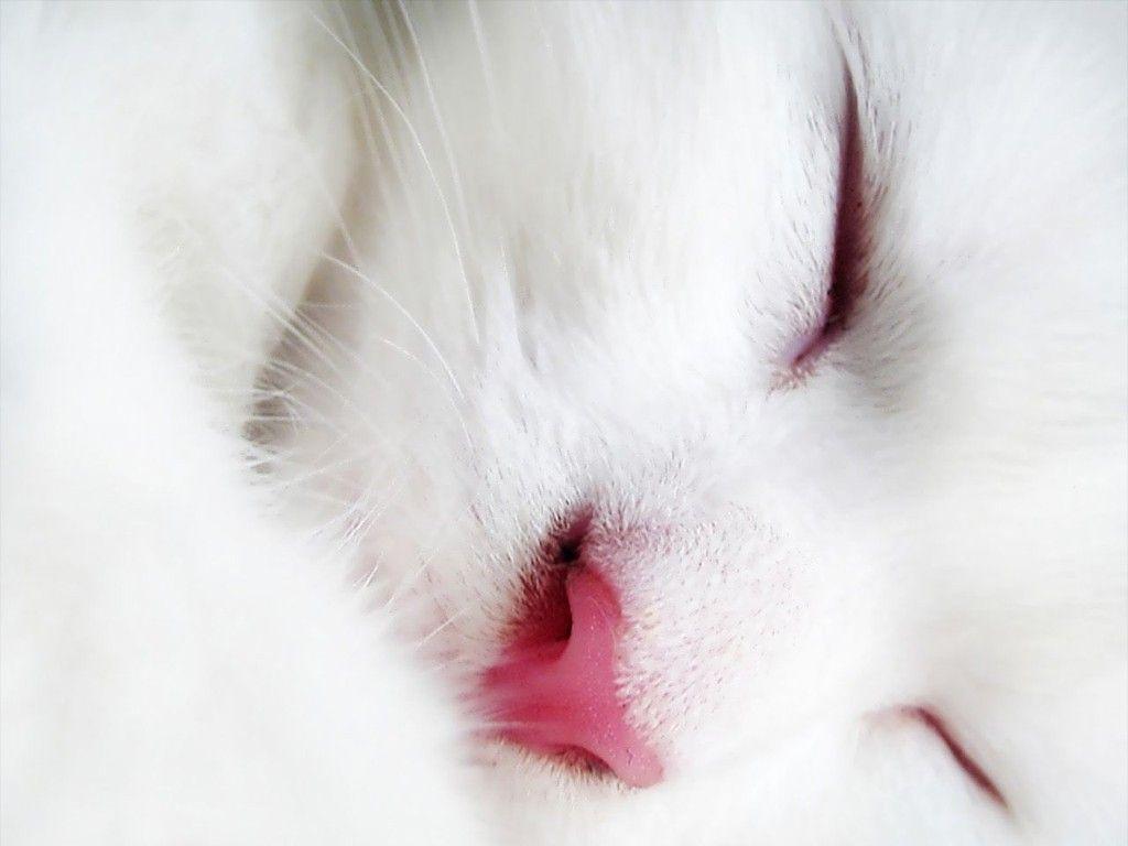 1024x768 Cat White Pink Nose Wallpaper Of Cats And Kittens Cat HD 16:9 High