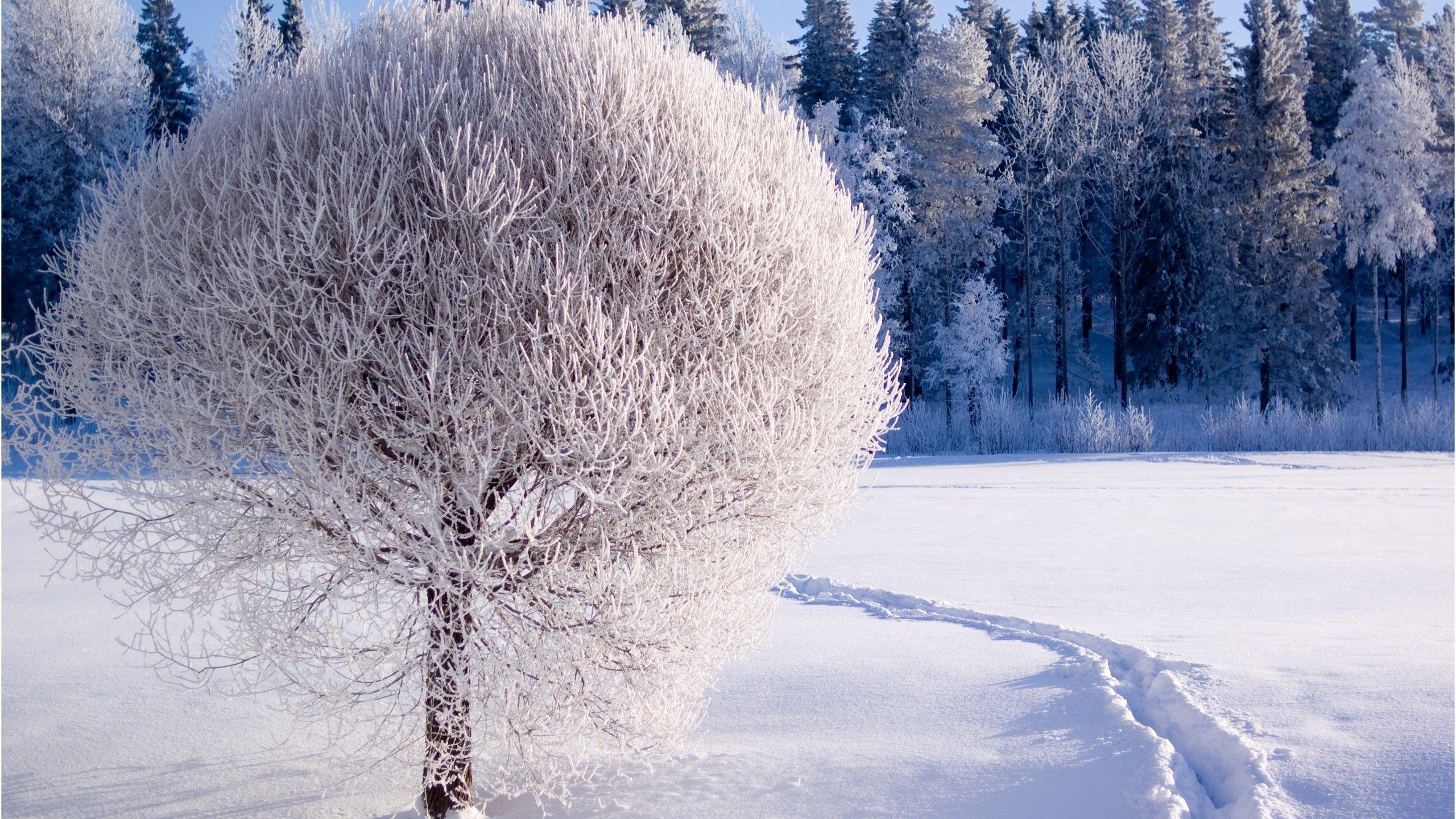 2560x1440 Snowy Scene Wallpaper