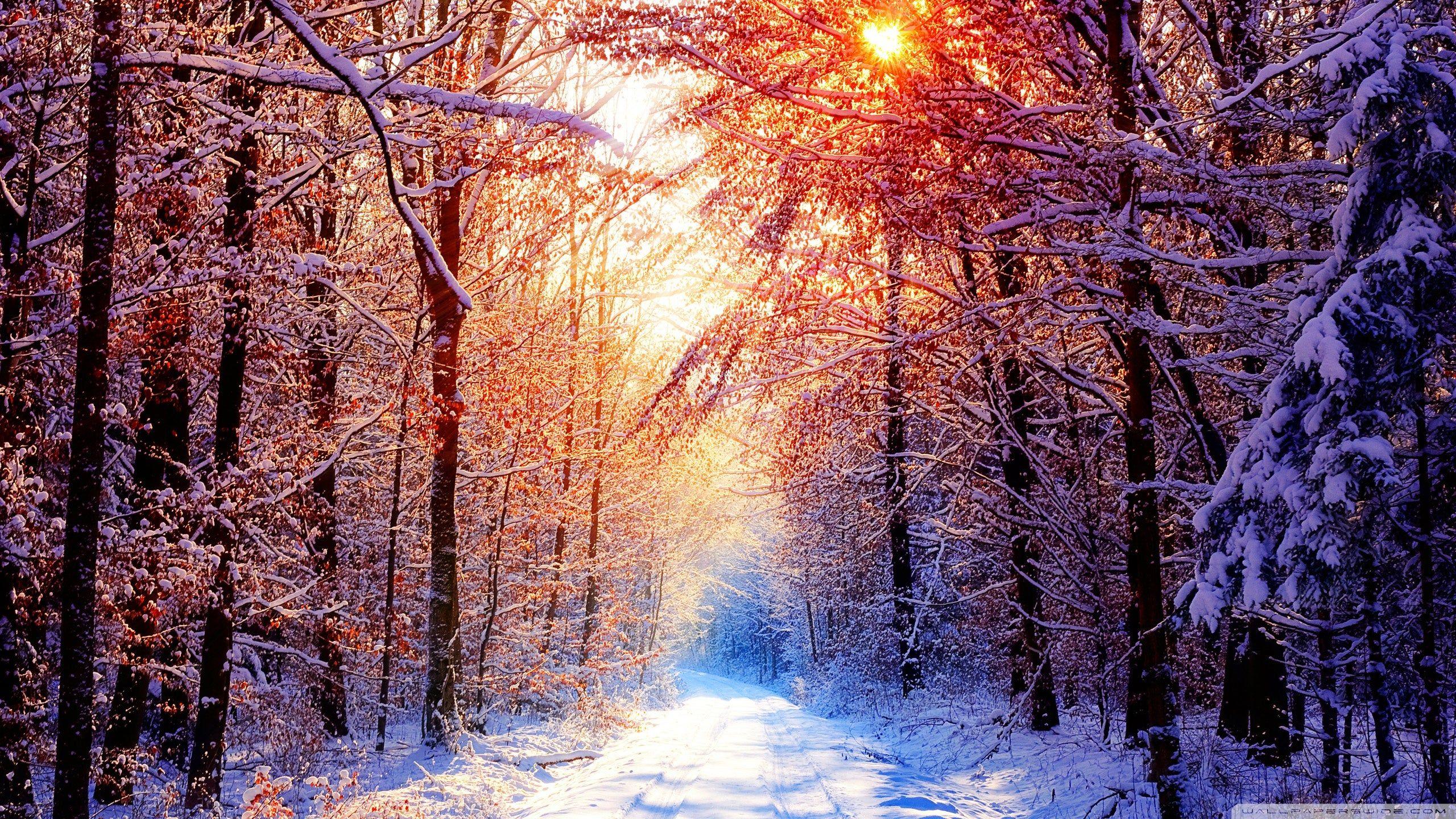 2560x1440 of Winter 4K wallpaper for your desktop or mobile screen