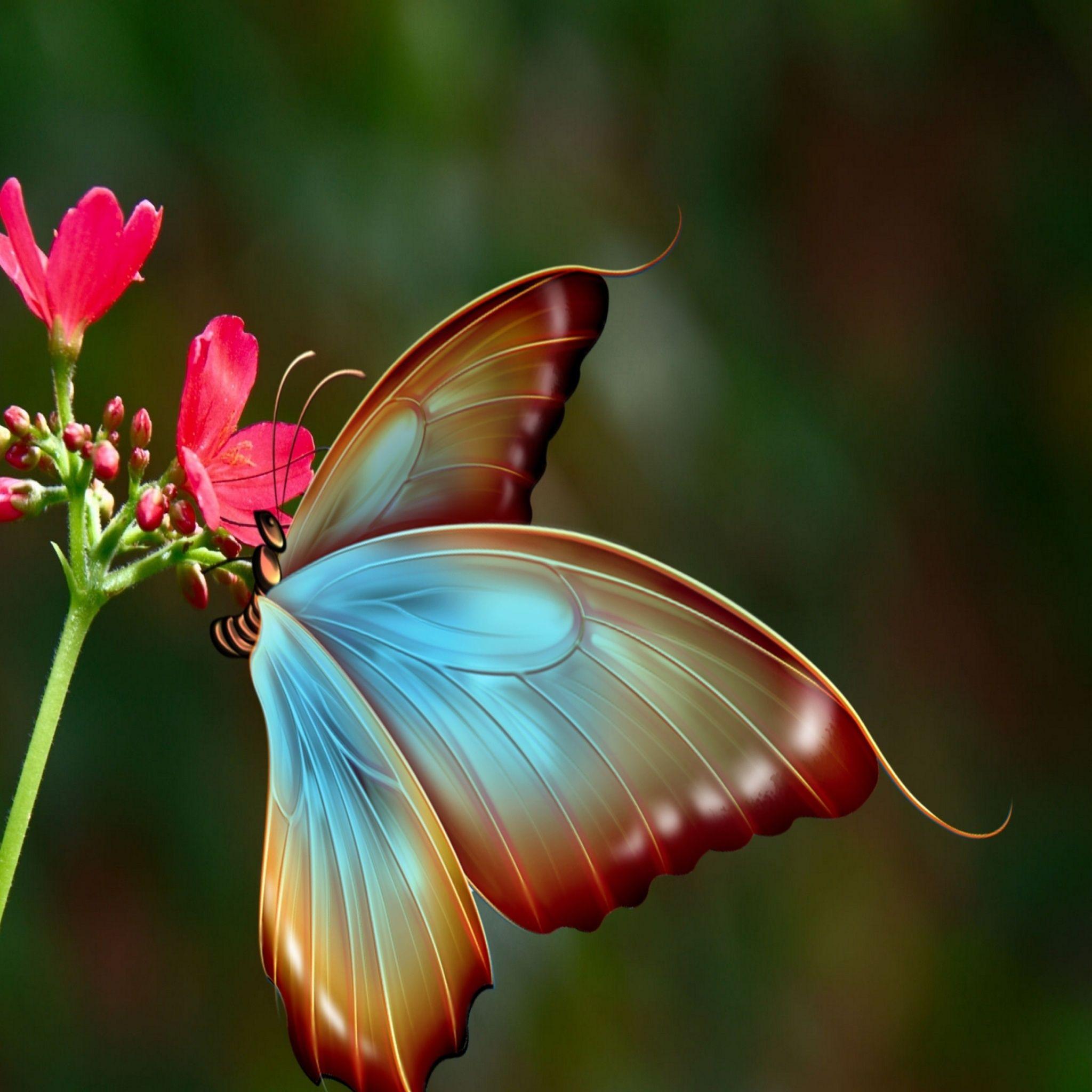 Butterfly iPad Wallpapers - Top Free Butterfly iPad Backgrounds