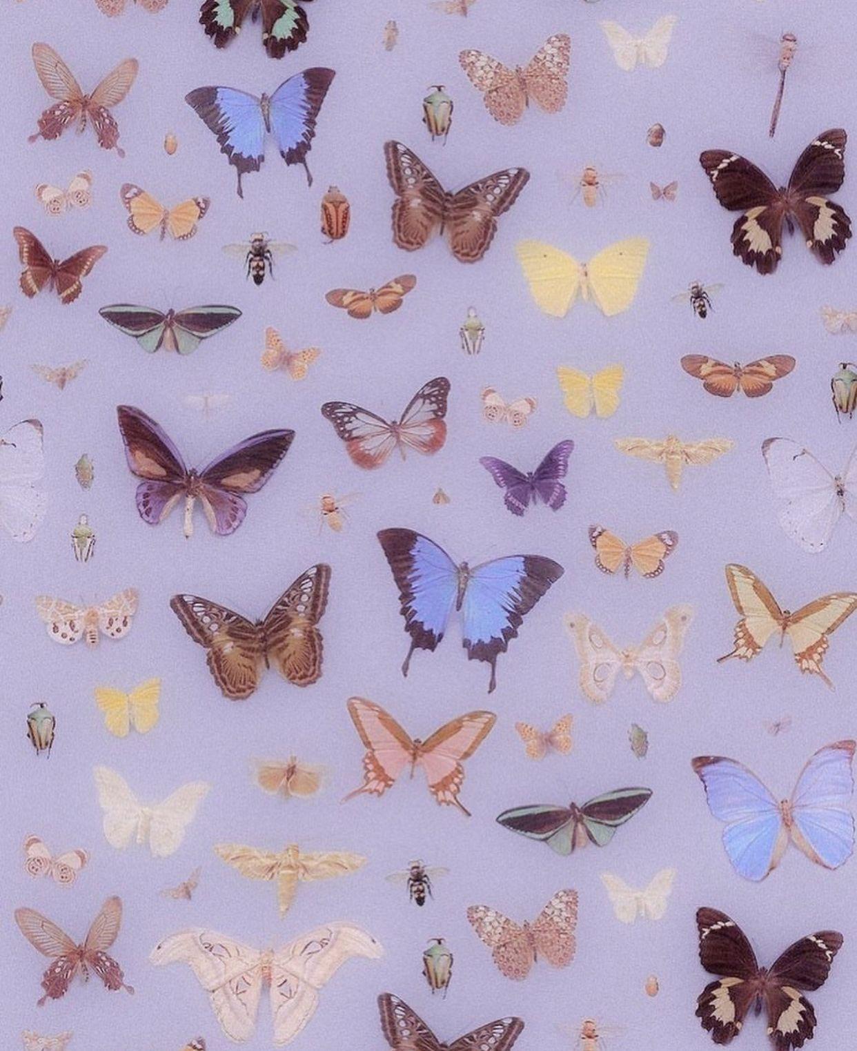 1242x1523 Aesthetic butterfly wallpaper lockscreen vsco. Butterfly