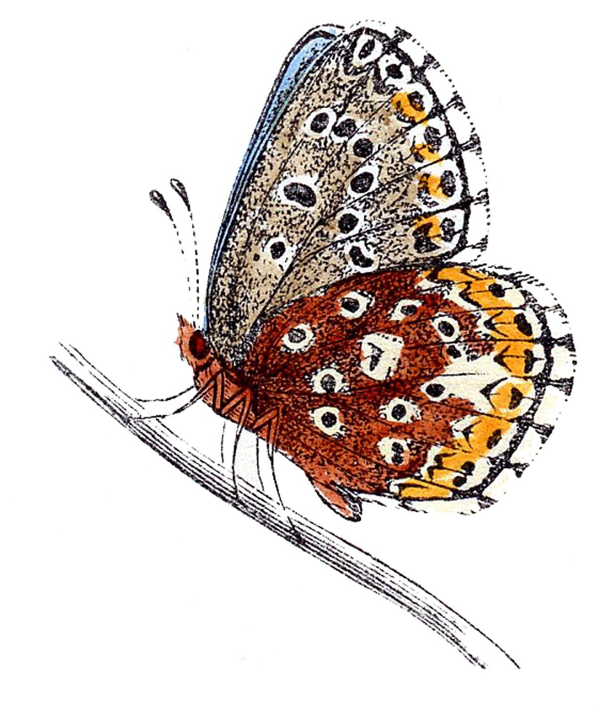 1200x1442 Butterfly Painting Art Wallpaper. Butterfly Background Wallpaper