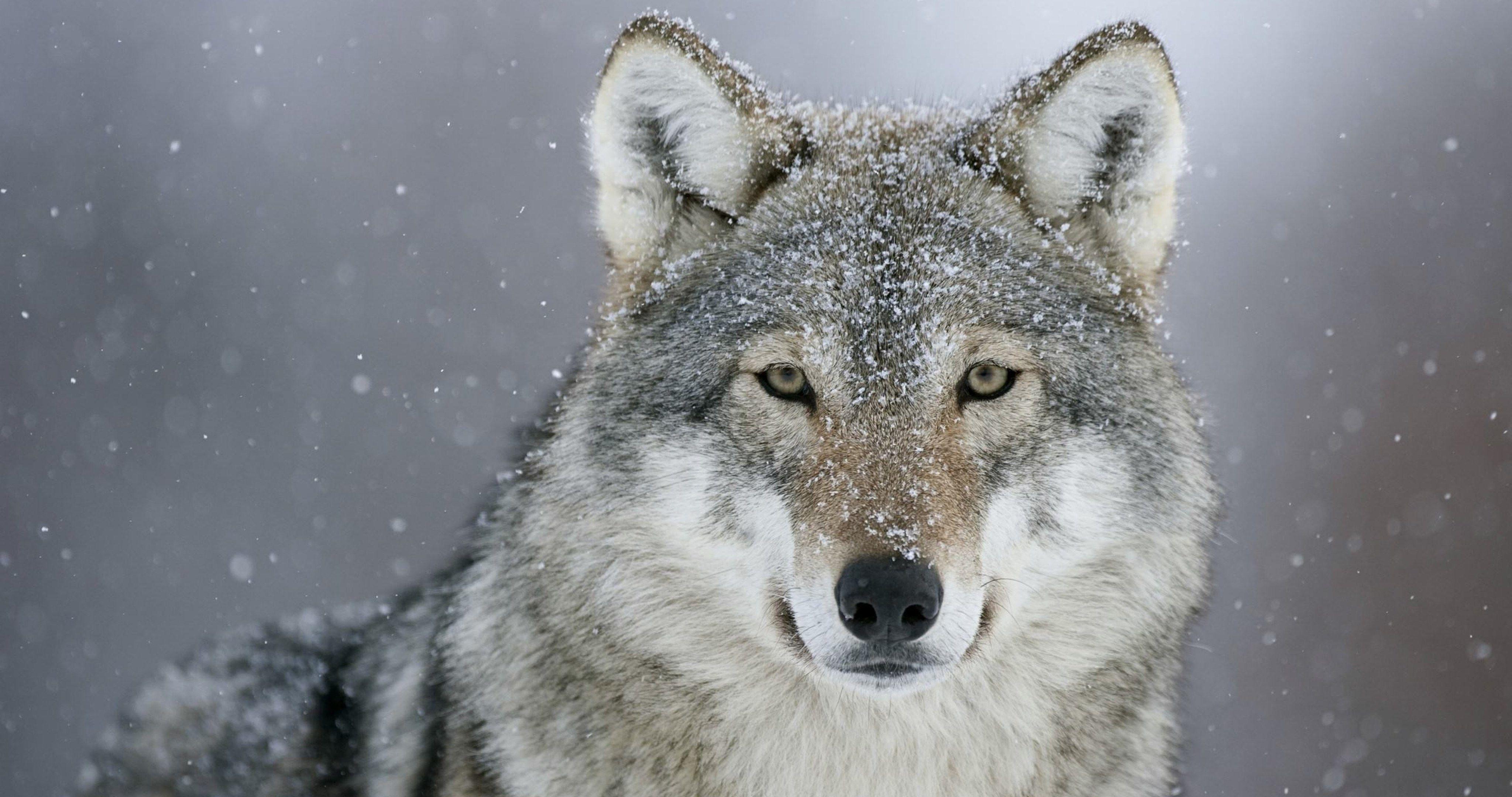 4096x2160 winter wolf wallpaper 4k ultra HD wallpaper High quality walls