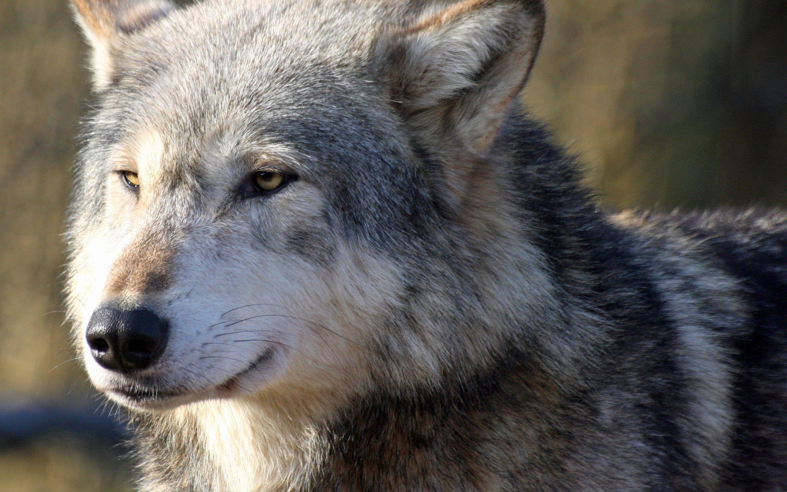 2560x1600 Wolf Wallpaper 4k Lovely Wolf Wallpaper Inspiration