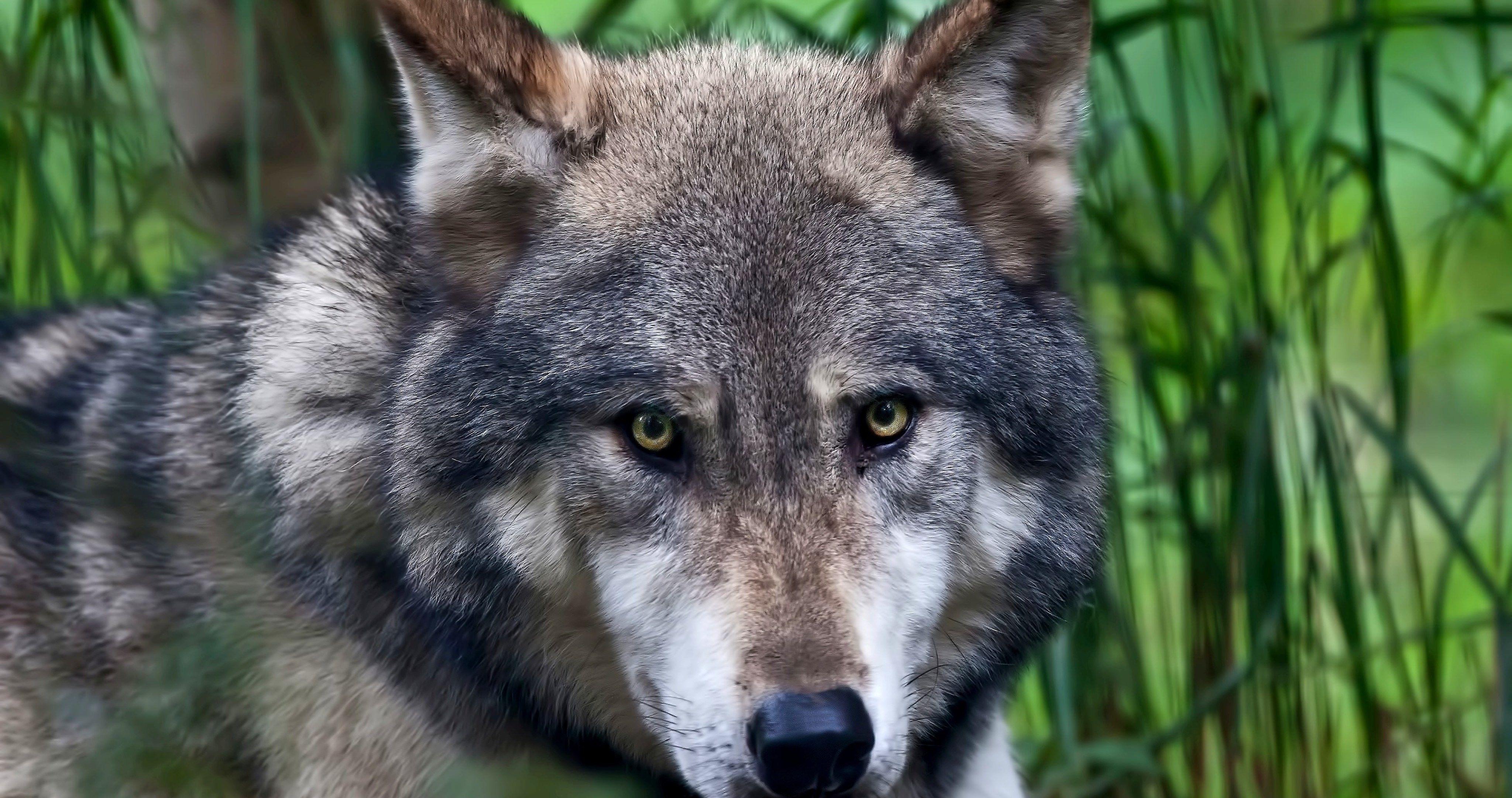 4096x2160 wolf look 4k ultra HD wallpaper High quality walls