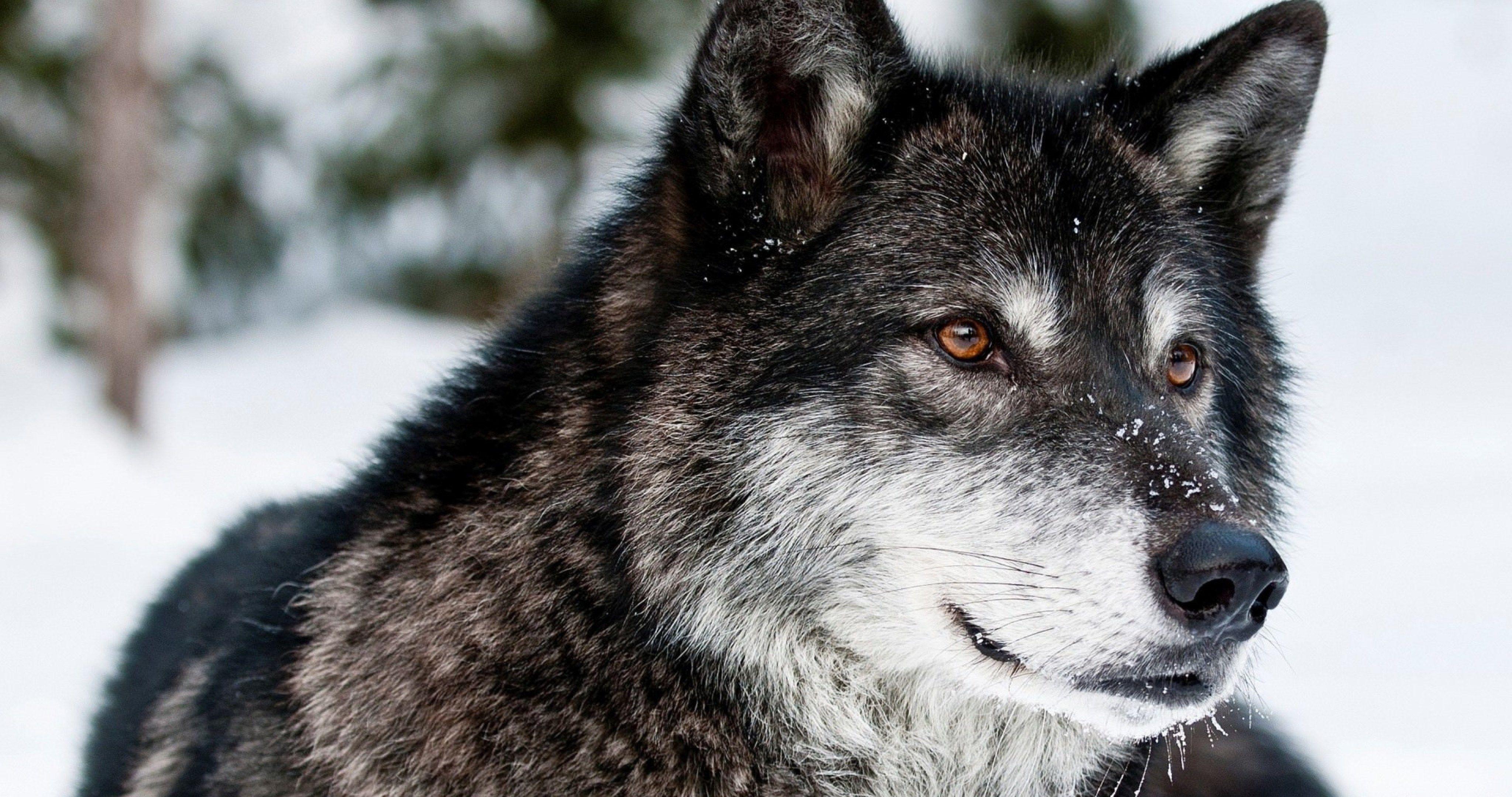 4096x2160 wolf wallpaper HD 3 4k ultra HD wallpaper High quality walls