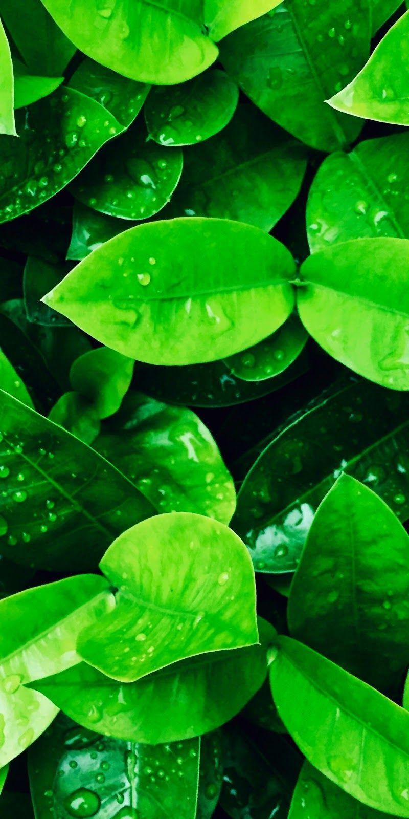 Green Nature iPhone Wallpapers - Top Free Green Nature iPhone ...