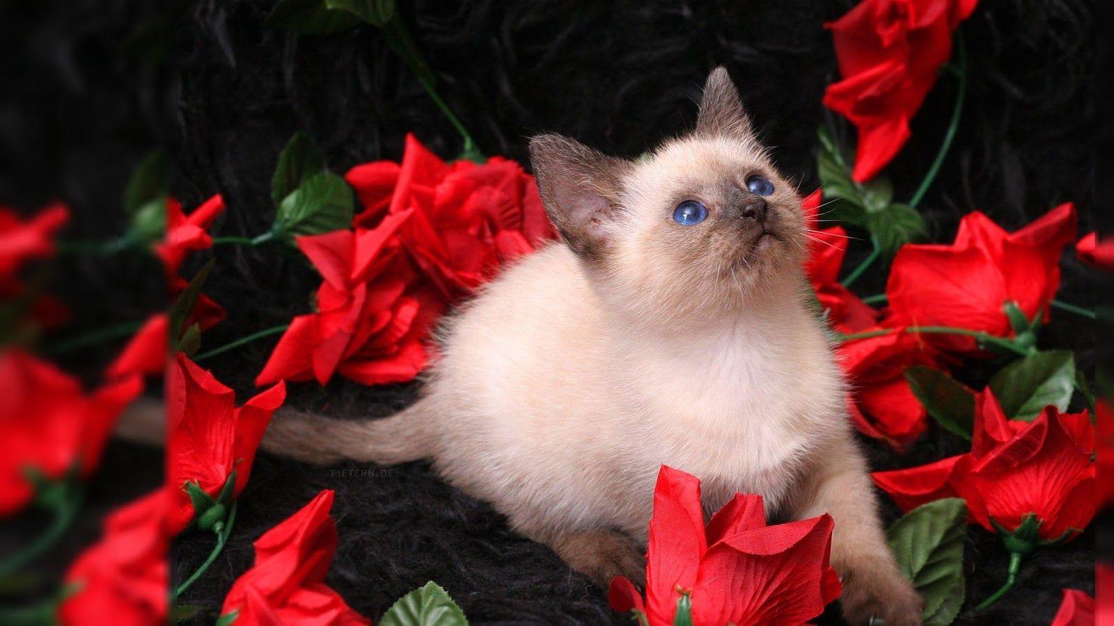 1600x900 Red rose HD wallpaper on valentines day 2014. Cat wallpaper