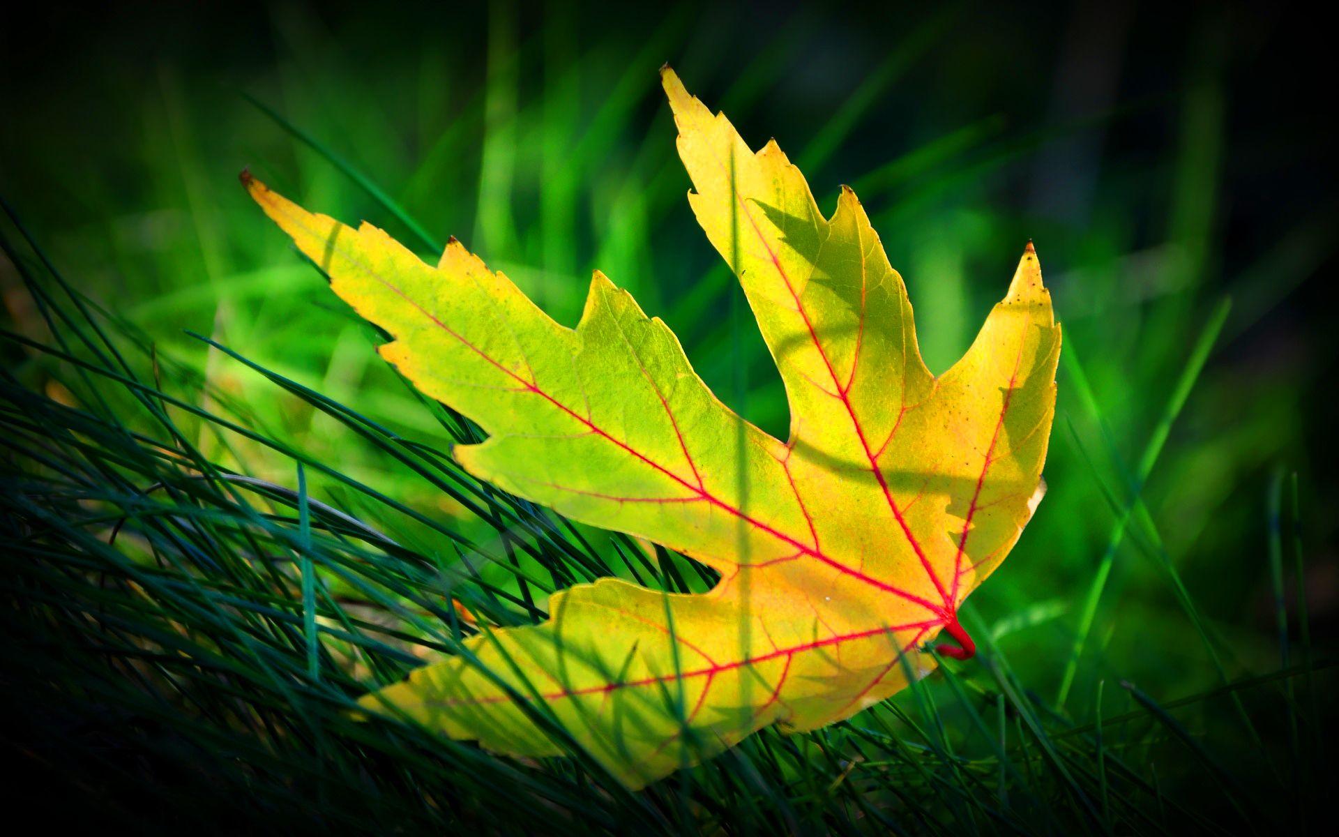 1920x1200 green leaf beautiful Desktop Wallpaperk HD