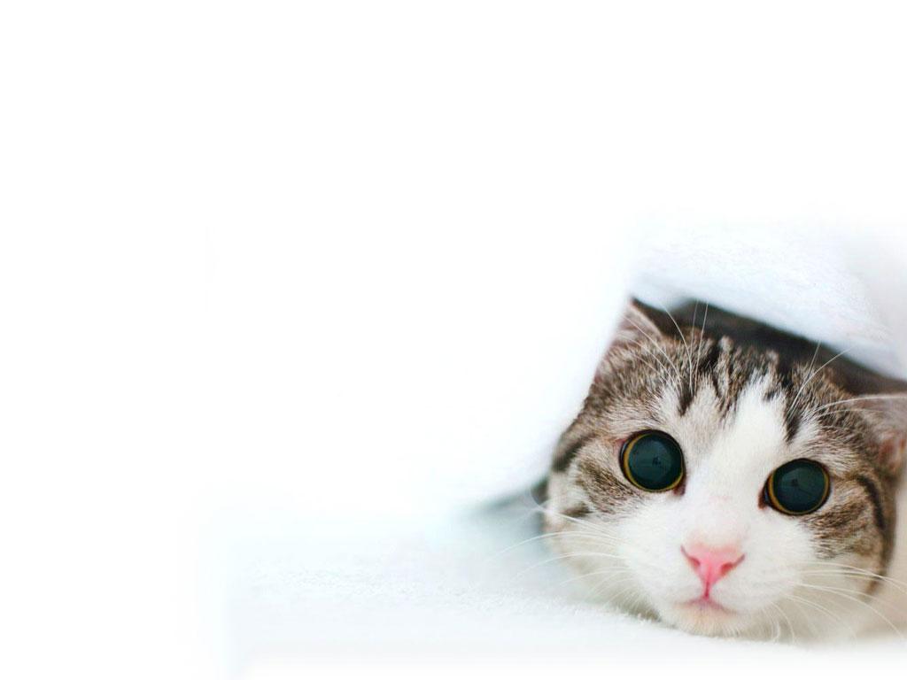 1024x768 Cats Valentine's Day Wallpaper Free 1024x 46.71 Kb