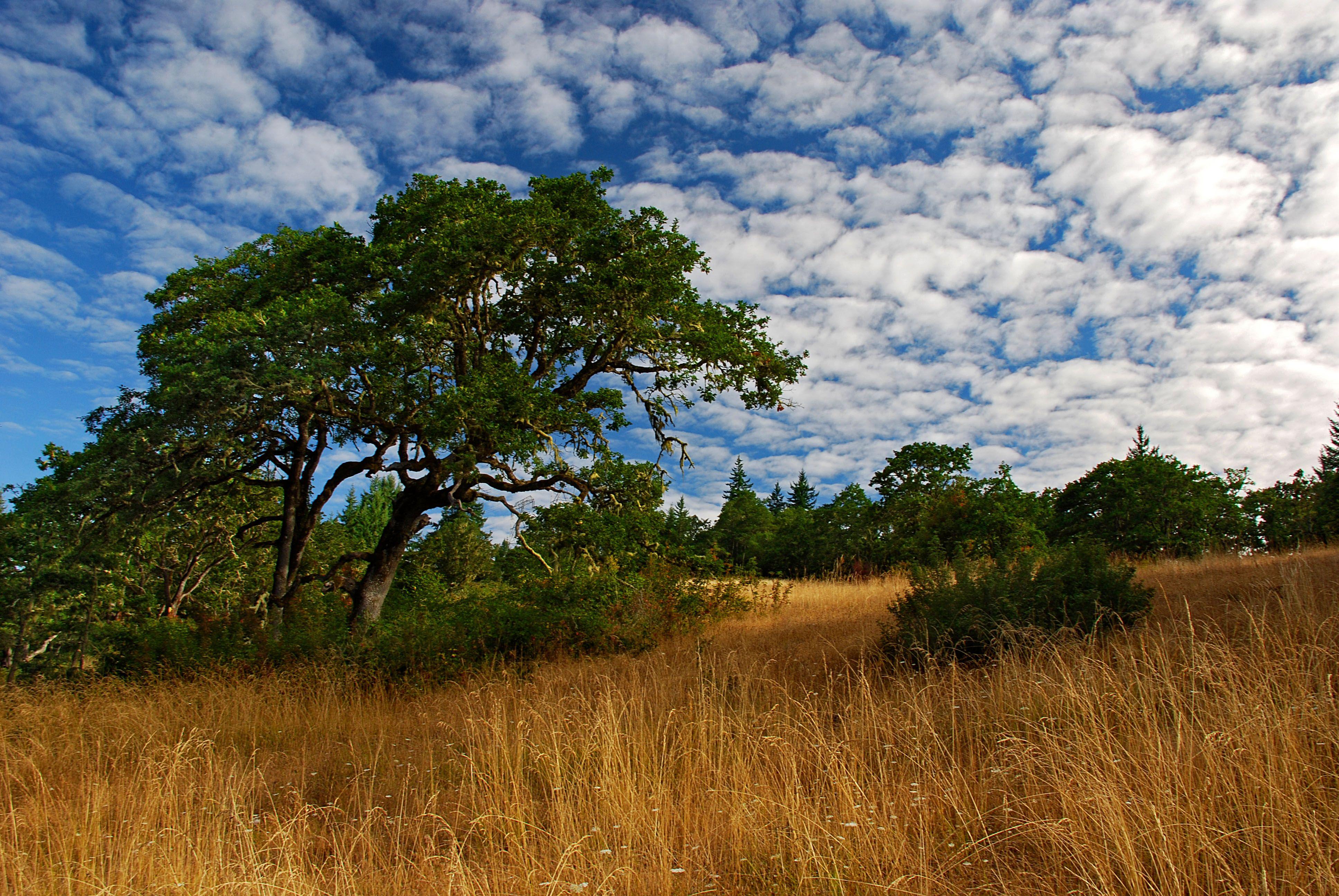 Savannah Wallpapers - Top Free Savannah Backgrounds - WallpaperAccess