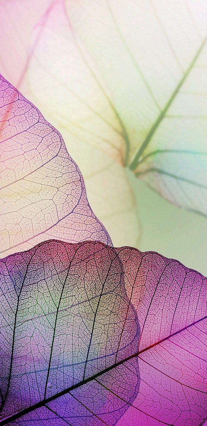 720x1480 Background HD Wallpaper